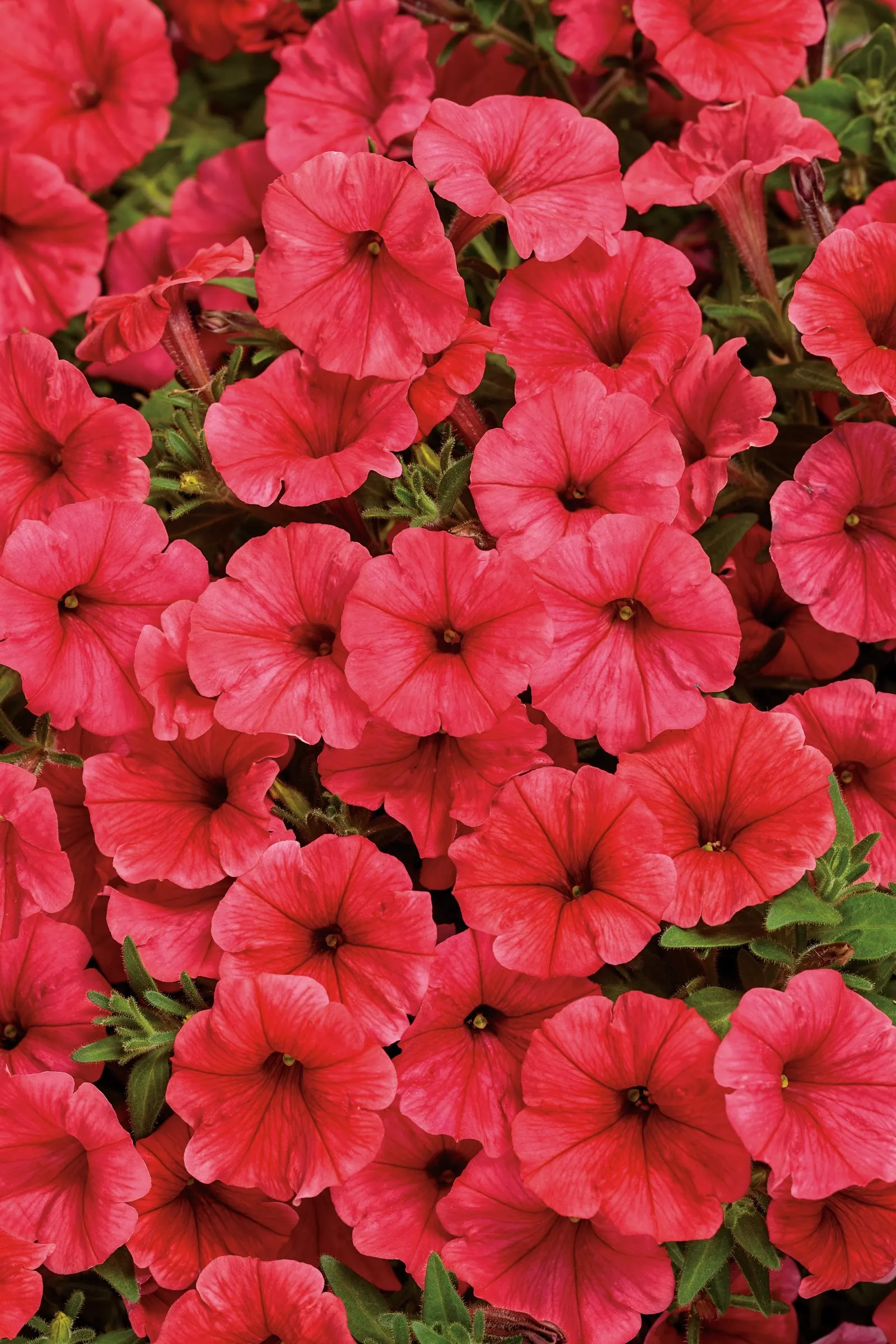 Scarlet Petunia — It grows 6-12 inches tall and spreads 18-24 inches, spilling beautifully from containers or edging beds