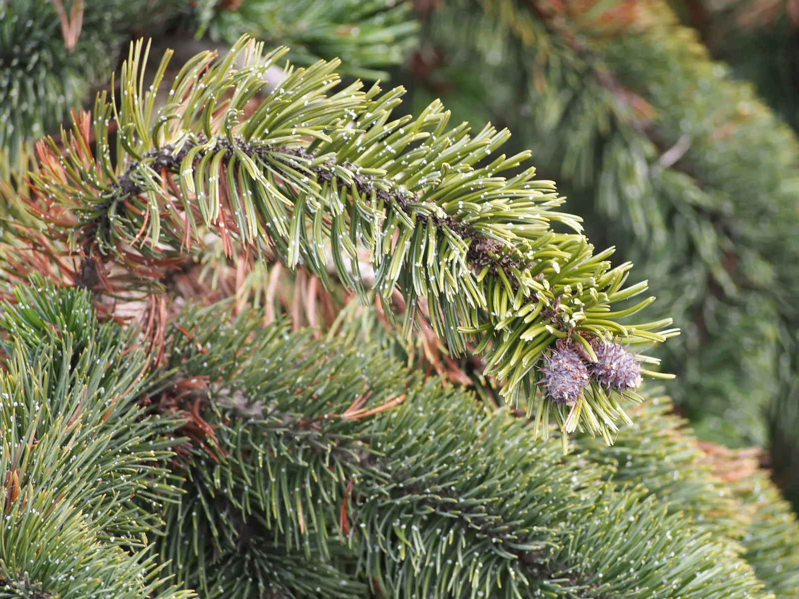 Bristlecone Pine (Pinus Aristata) — and possess a deep green color that contrasts beautifully against the tree's peculiar; in designing with Pinus aristata