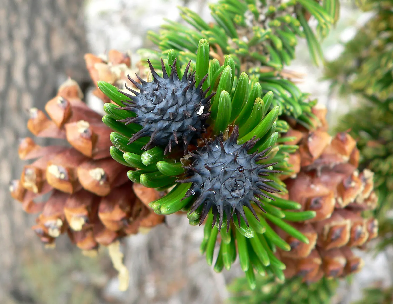 Bristlecone Pine (Pinus Aristata) — growing in clusters of five; known for its longevity and resilience, image 57