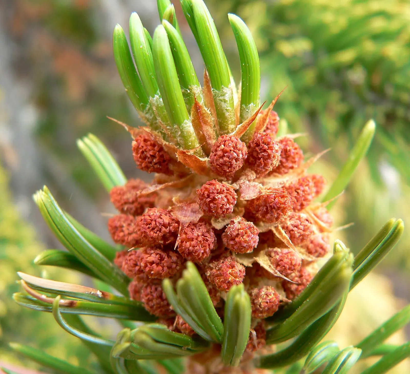 Bristlecone Pine (Pinus Aristata) — as its twisted and gnarled branches give it a unique; use this tree to add texture, image 56