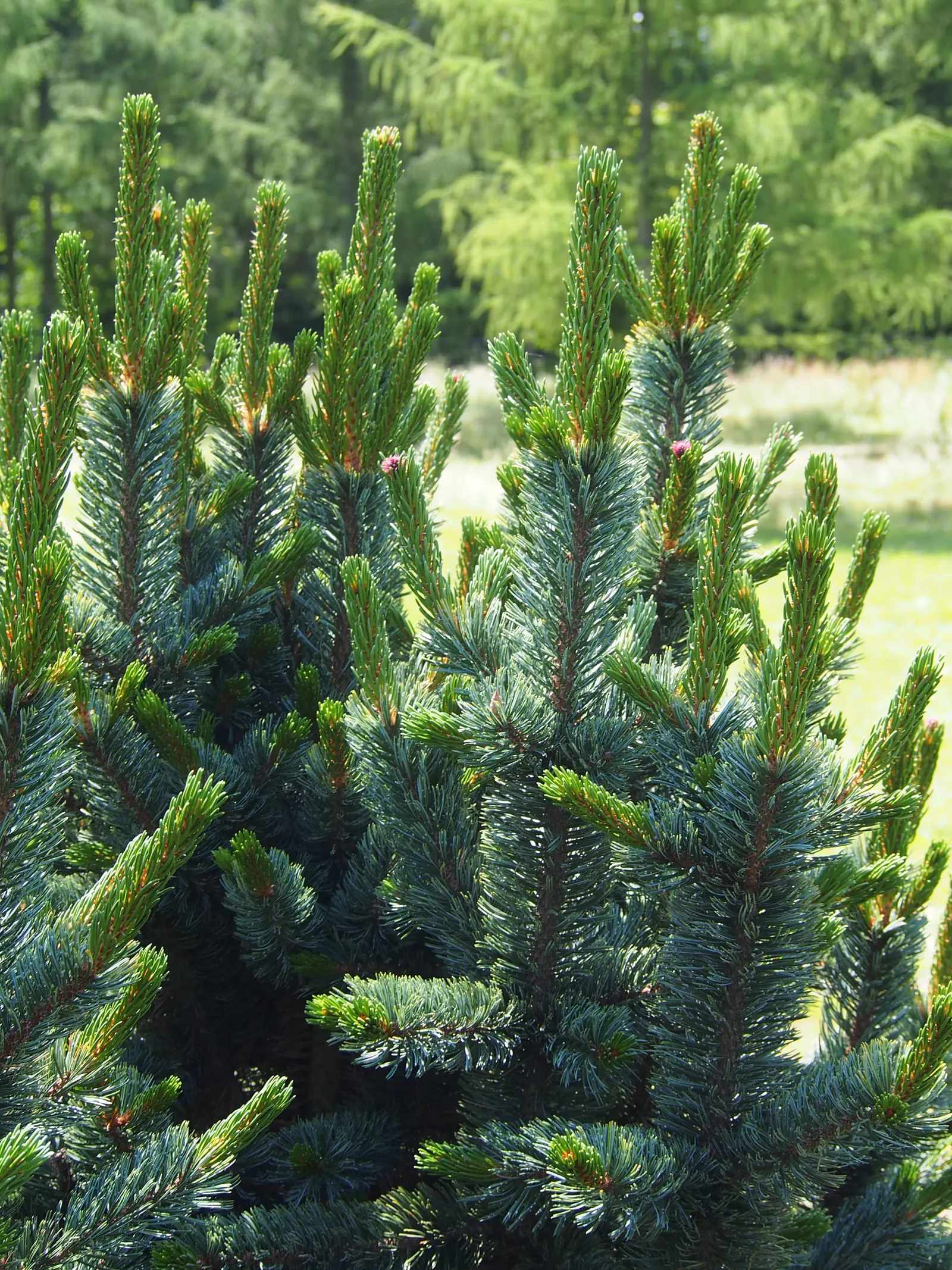Bristlecone Pine (Pinus Aristata) — this pine is native to the high mountains of the southwestern United States; prefers well-drained conditions
