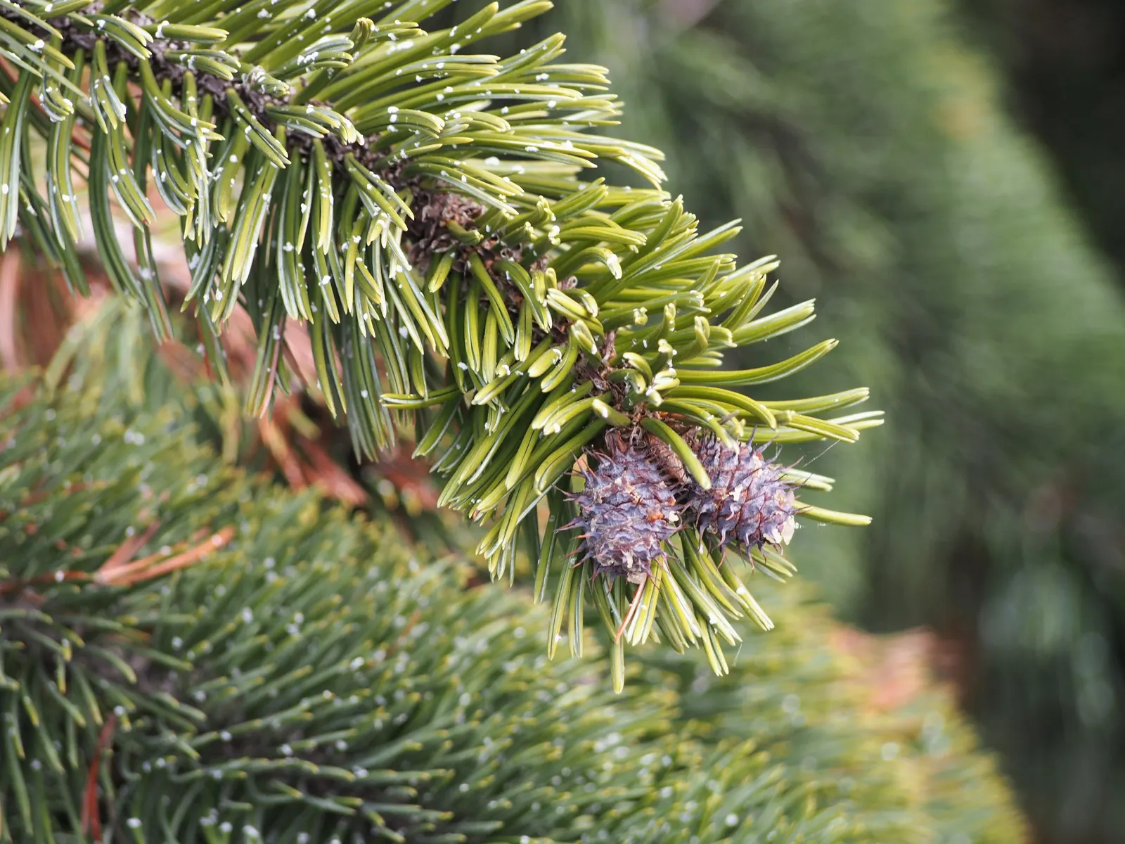 Bristlecone Pine (Pinus Aristata) — with a length of approximately 1 inch, image 35