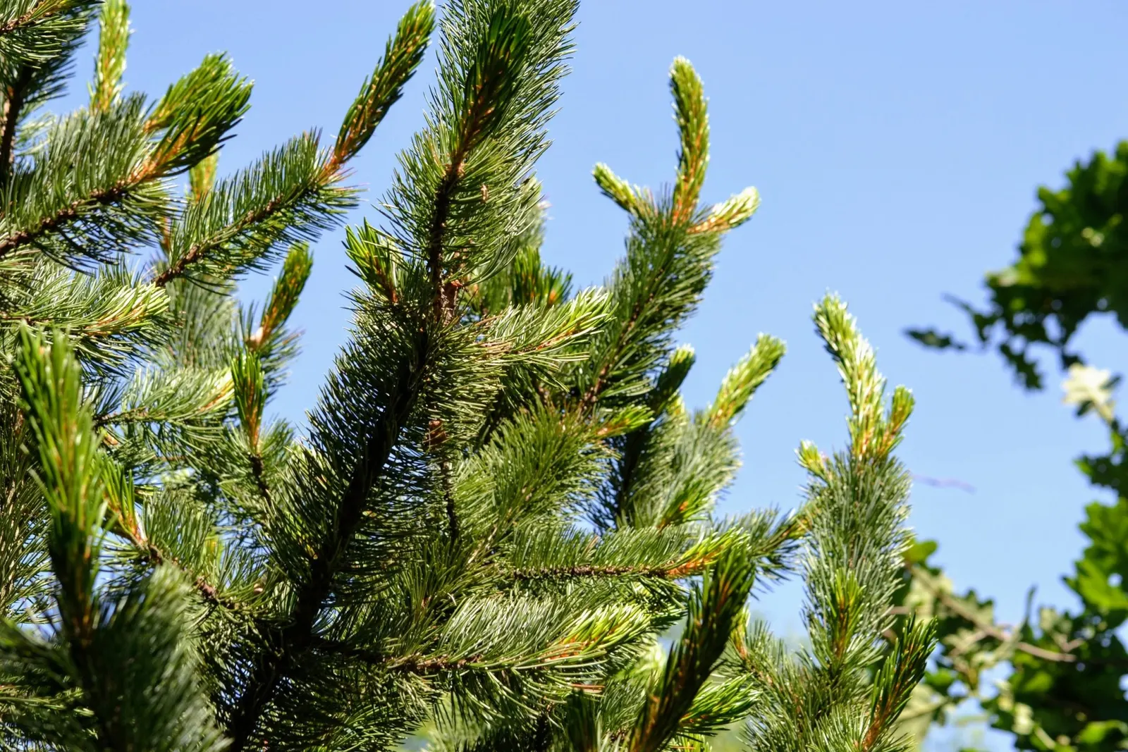 Bristlecone Pine (Pinus Aristata) — The Bristlecone Pine (Pinus aristata), a long-lived conifer, thrives in the harsh conditions of high altitudes