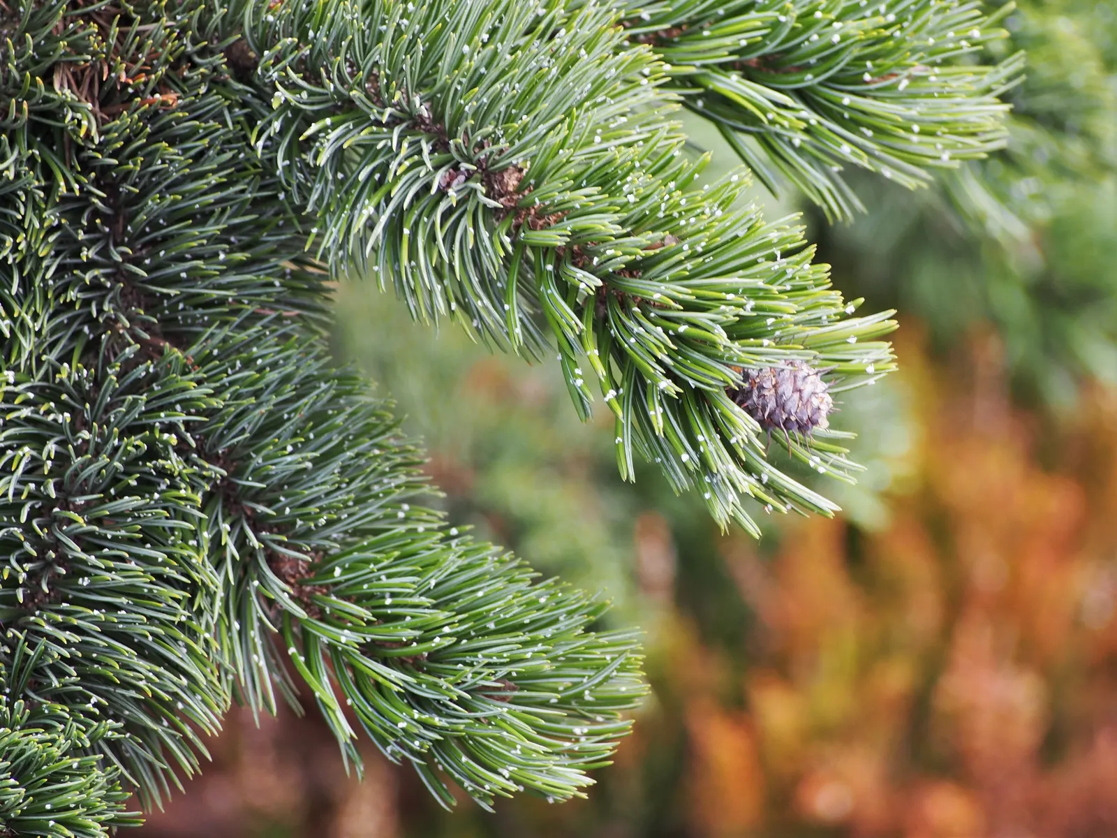 Bristlecone Pine (Pinus Aristata) — around 2 to 4 inches in length; as its twisted and gnarled branches give it a unique
