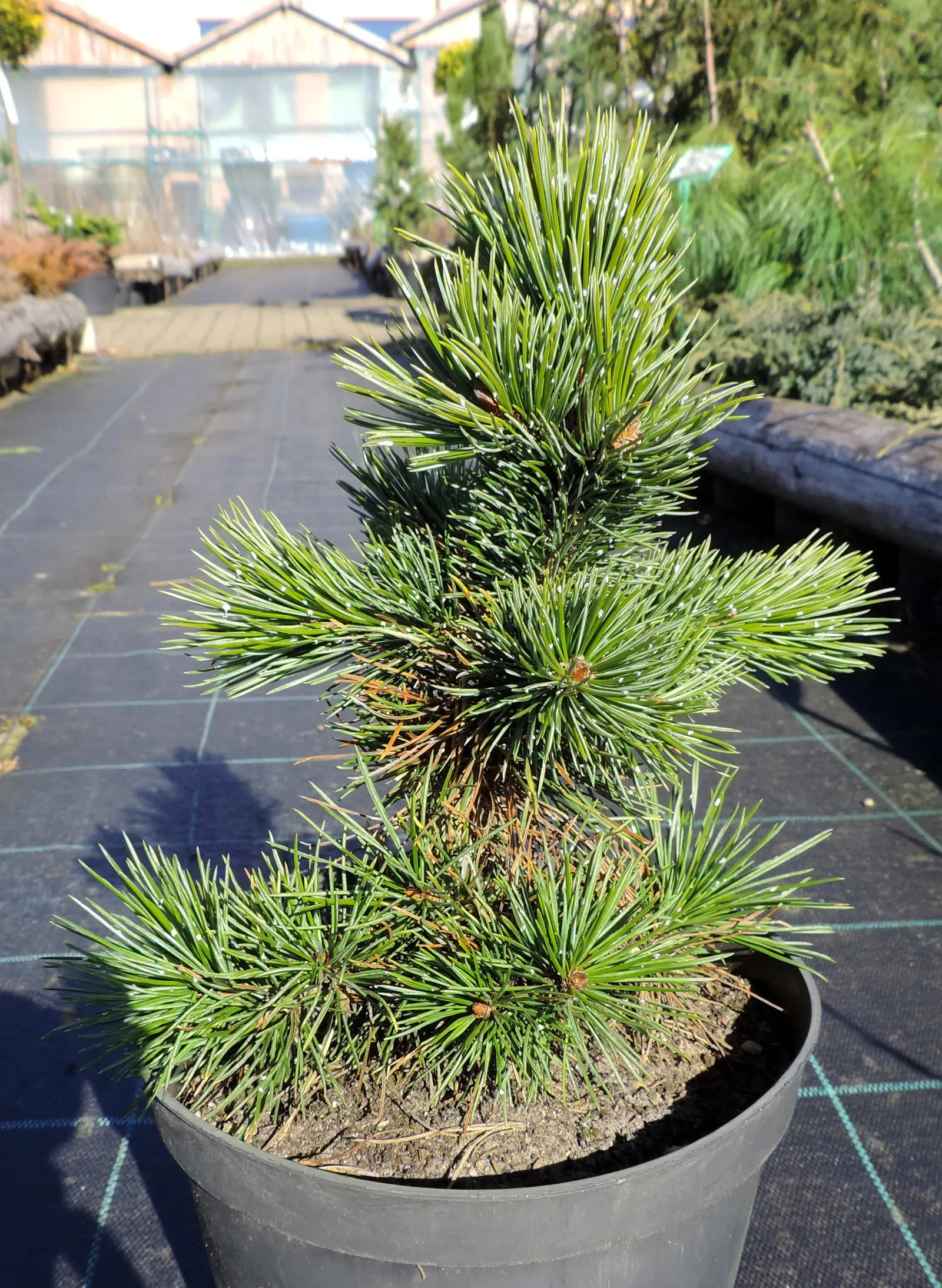 Bristlecone Pine (Pinus Aristata) — In designing with Pinus aristata