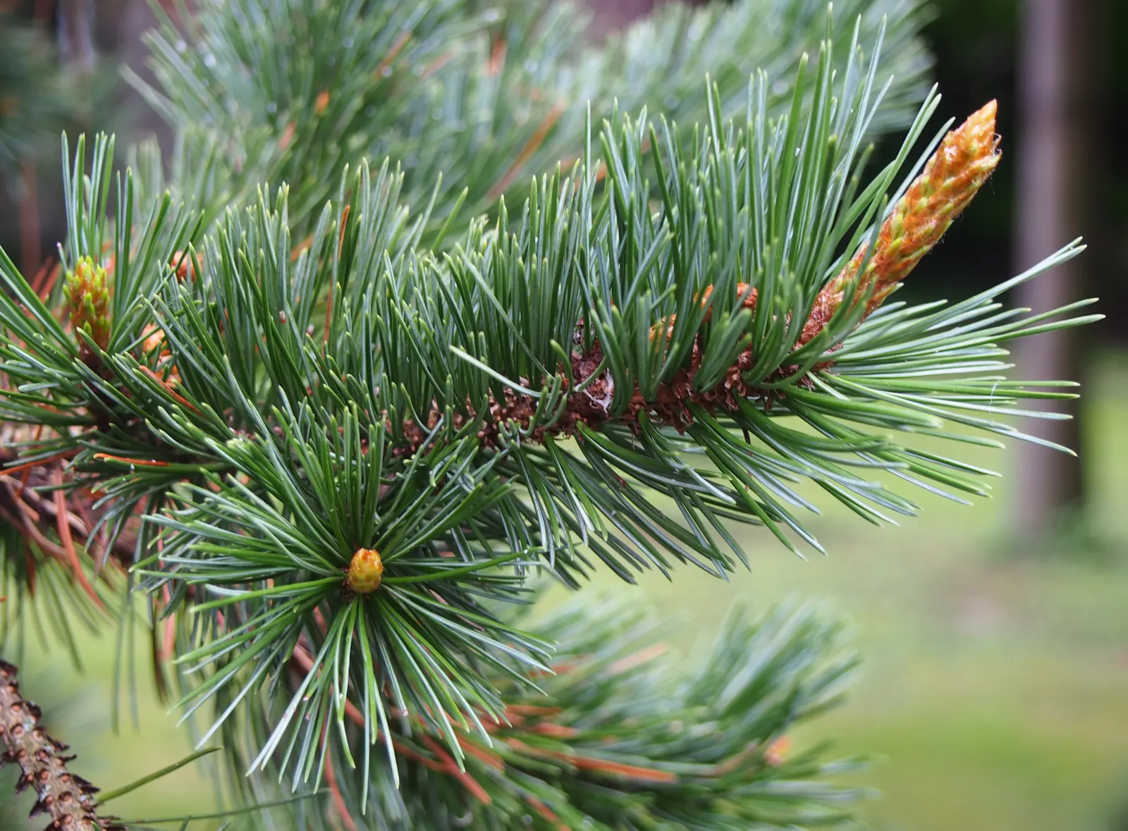 Bristlecone Pine (Pinus Aristata) — It is ideal for creating natural-looking; often reddish-brown cones