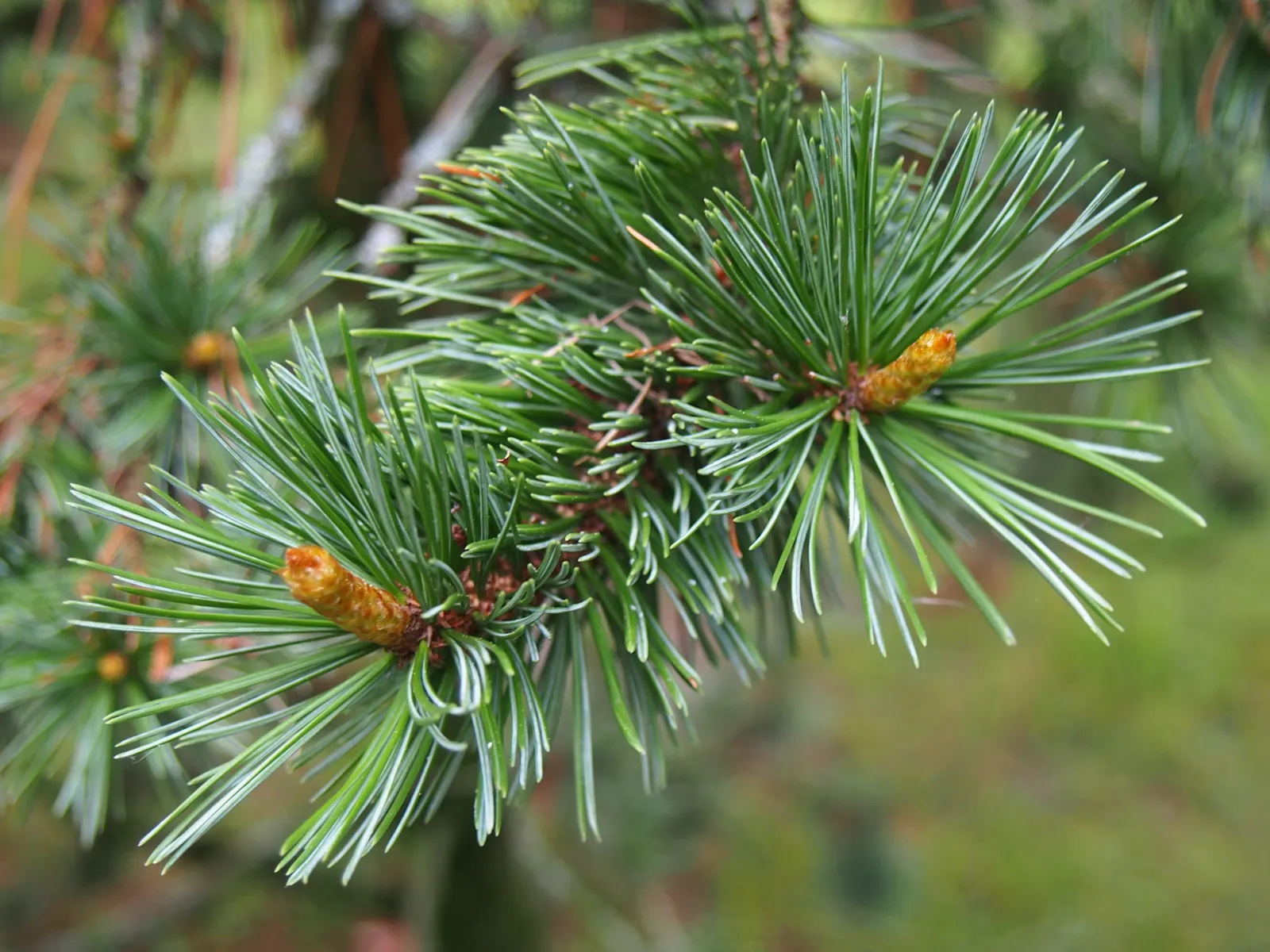 Bristlecone Pine (Pinus Aristata) — often reddish-brown cones; dark green needles and distinctive