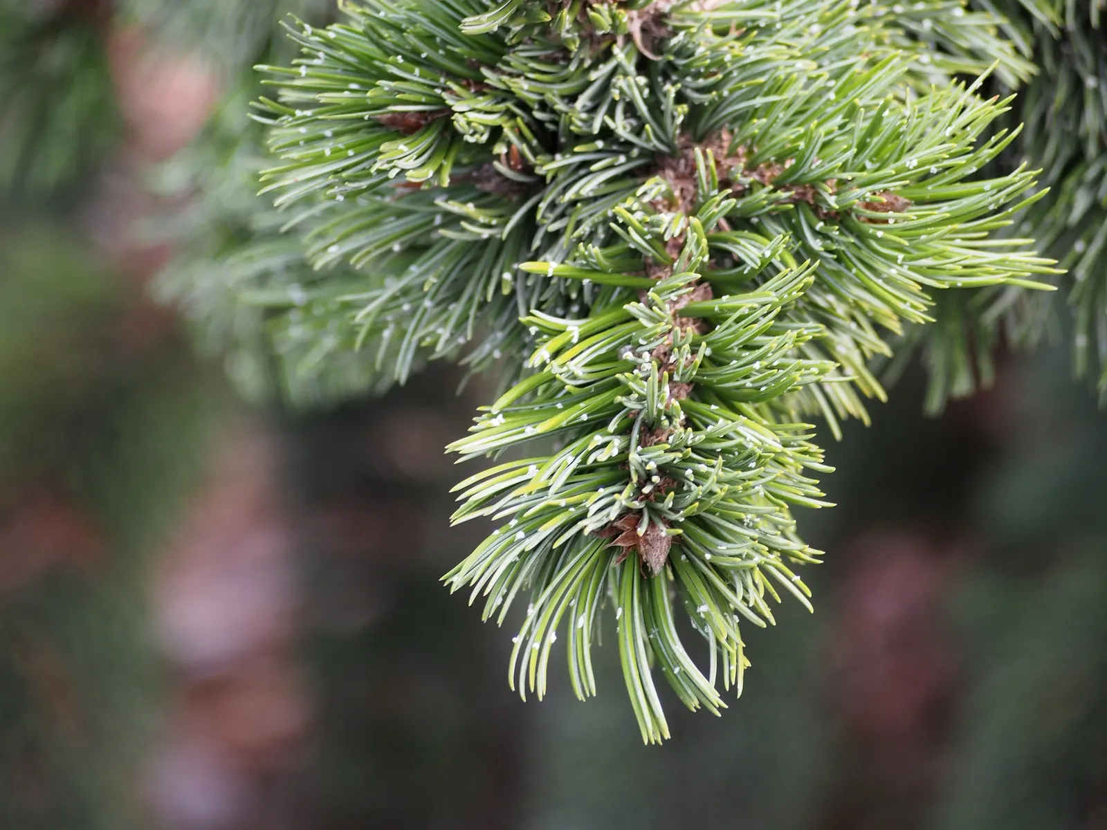 Bristlecone Pine (Pinus Aristata) — dark green needles and distinctive; it is also very drought-resistant, making it an excellent choice for water-conservative