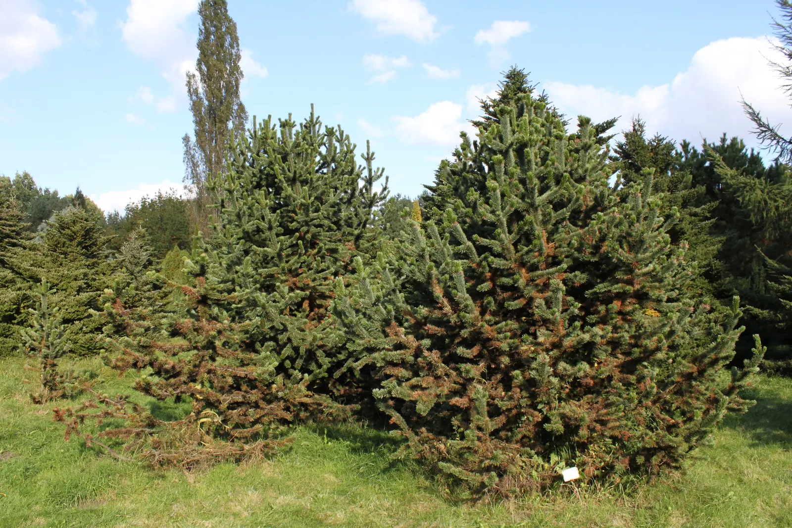 Bristlecone Pine (Pinus Aristata) — prefers well-drained conditions
