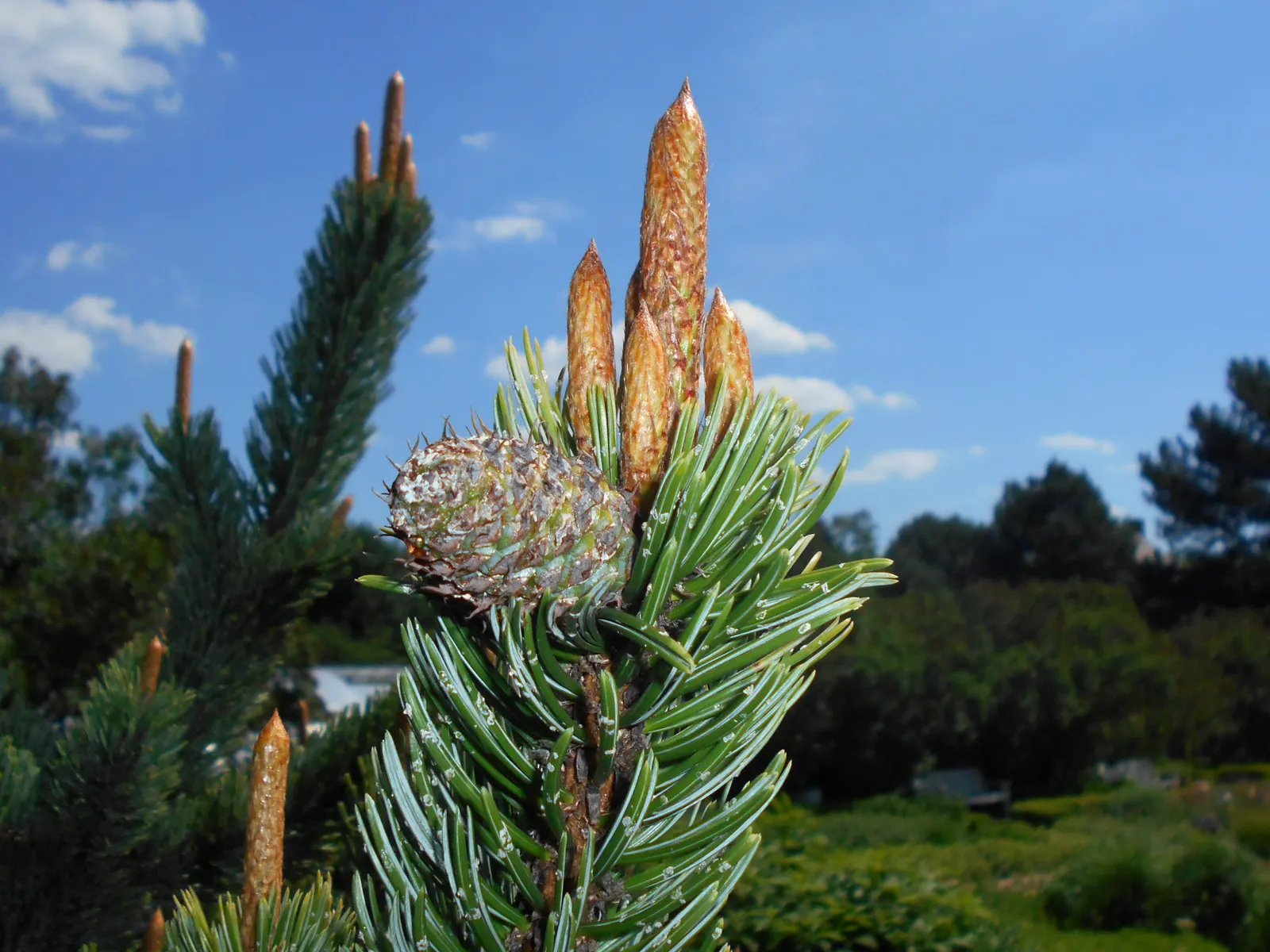 Bristlecone Pine (Pinus Aristata) — It is ideal for creating natural-looking