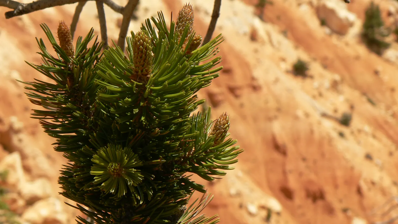 Bristlecone Pine (Pinus Aristata) — often reddish-brown cones; dark green needles and distinctive, image 60
