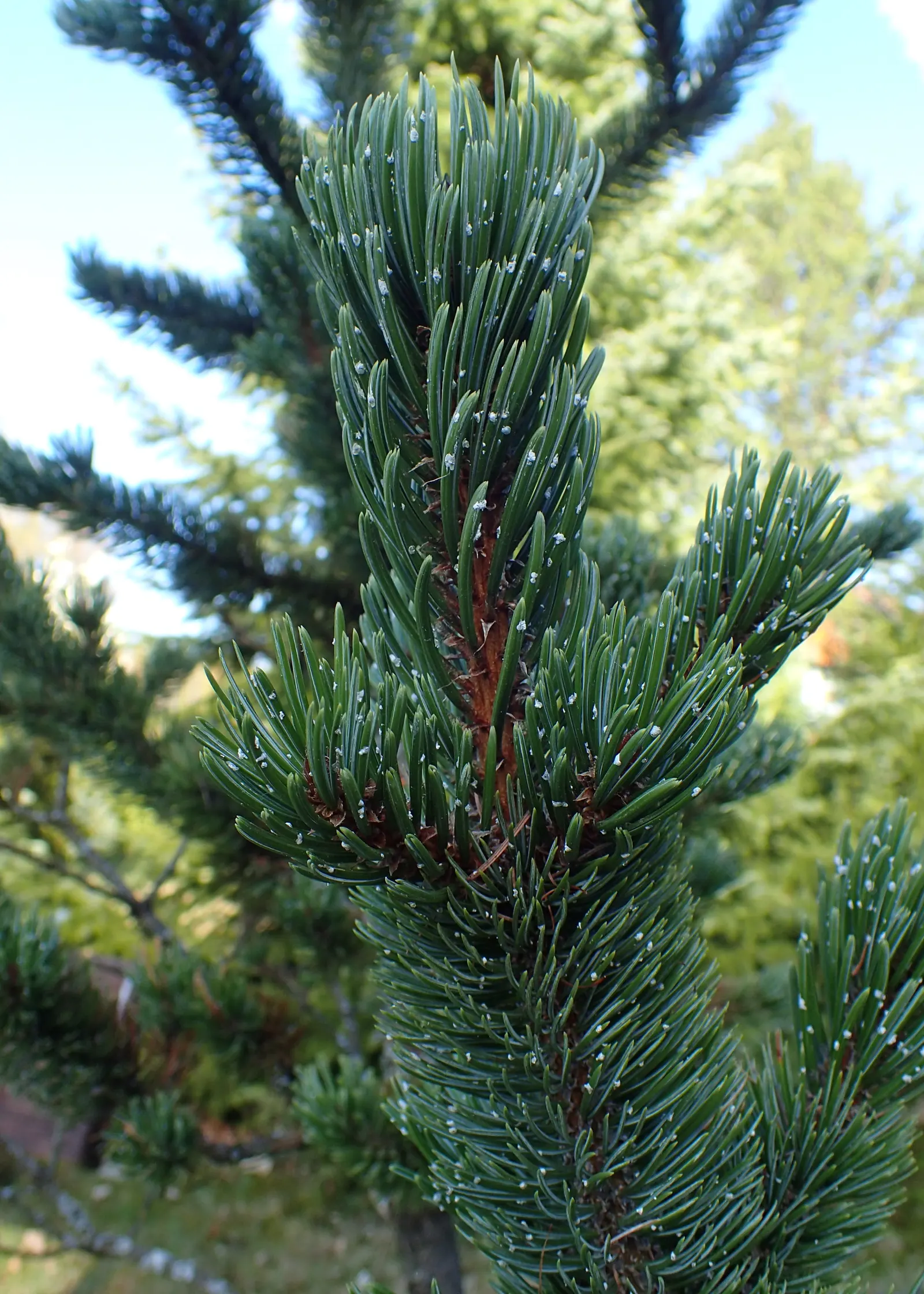 Bristlecone Pine (Pinus Aristata) — often reddish-brown cones