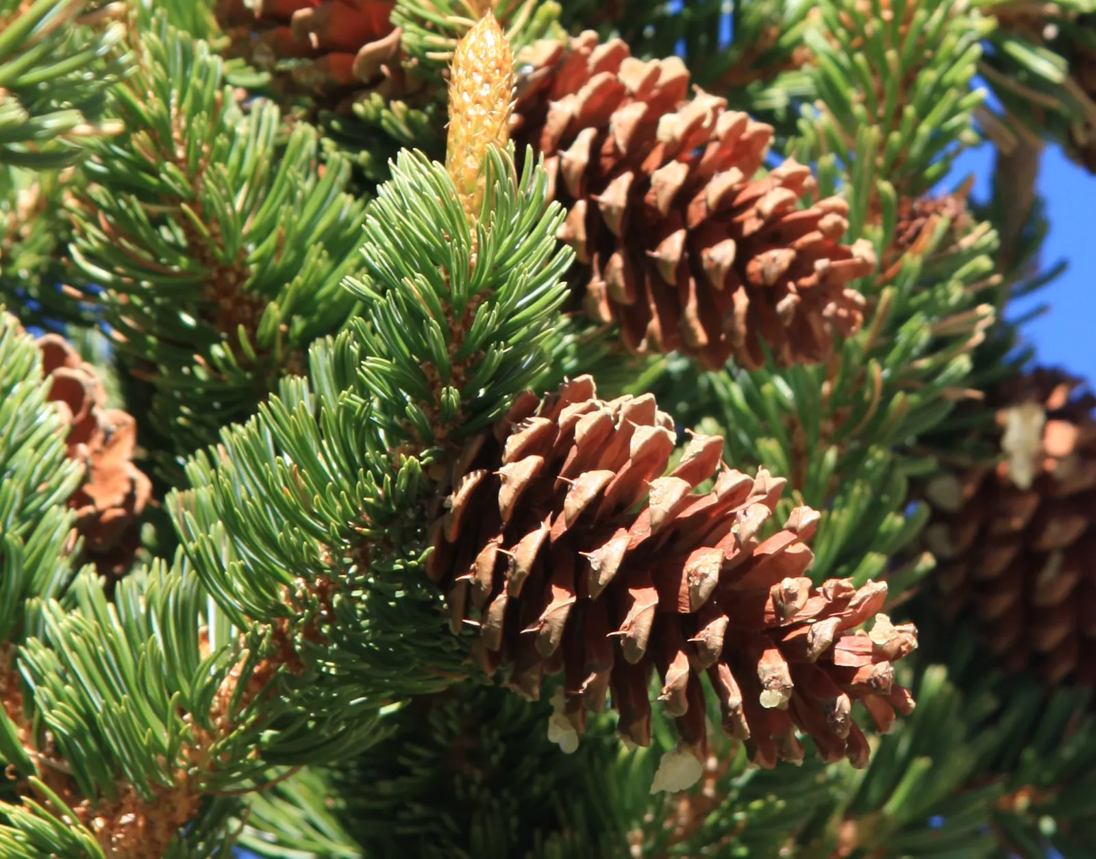 Bristlecone Pine (Pinus Aristata) — and requires minimal maintenance once established; the Bristlecone Pine (Pinus aristata), a long-lived conifer, image 63