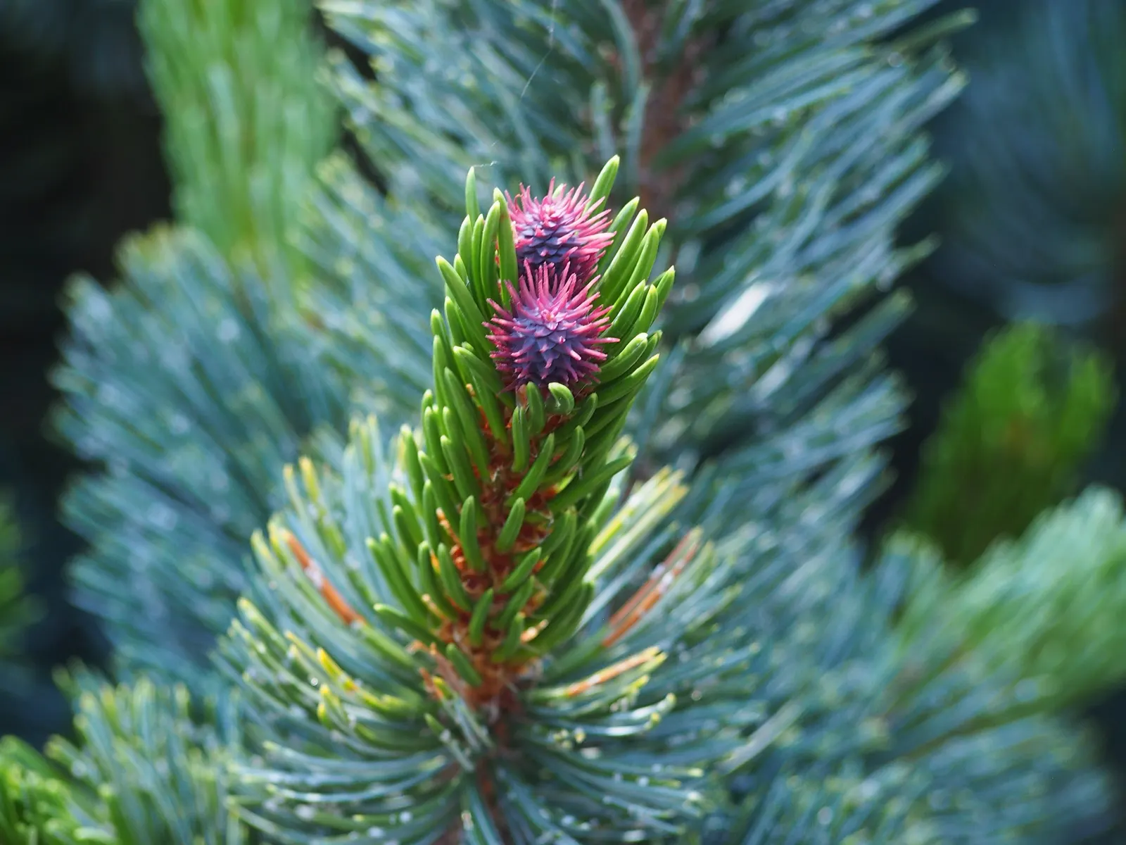 Bristlecone Pine (Pinus Aristata) — Known for its longevity and resilience; it is ideal for creating natural-looking