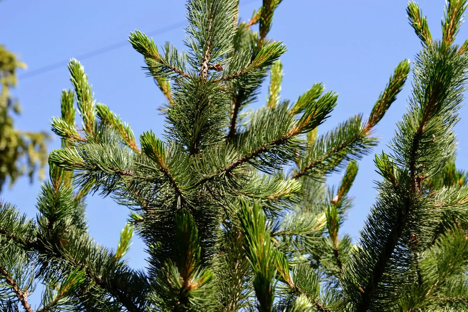 Bristlecone Pine (Pinus Aristata) — Reaching up to 20 feet in height
