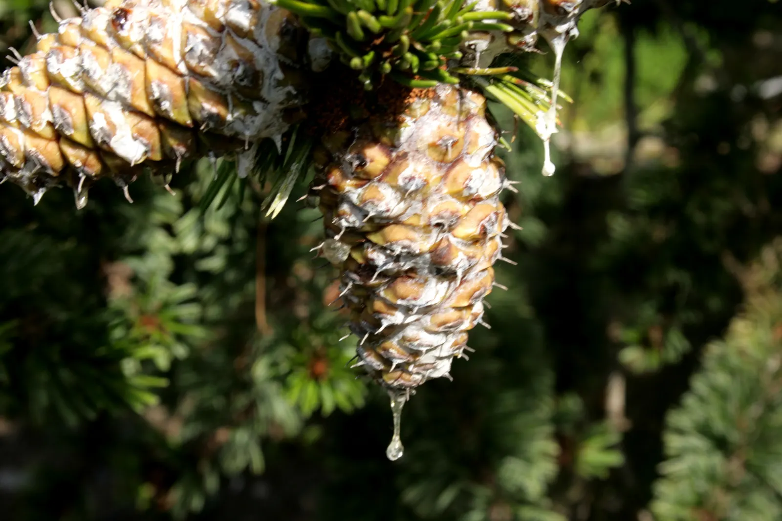 Bristlecone Pine (Pinus Aristata) — around 2 to 4 inches in length