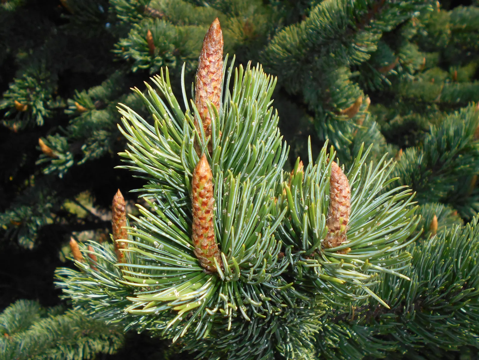 Bristlecone Pine (Pinus Aristata) — and possess a deep green color that contrasts beautifully against the tree's peculiar