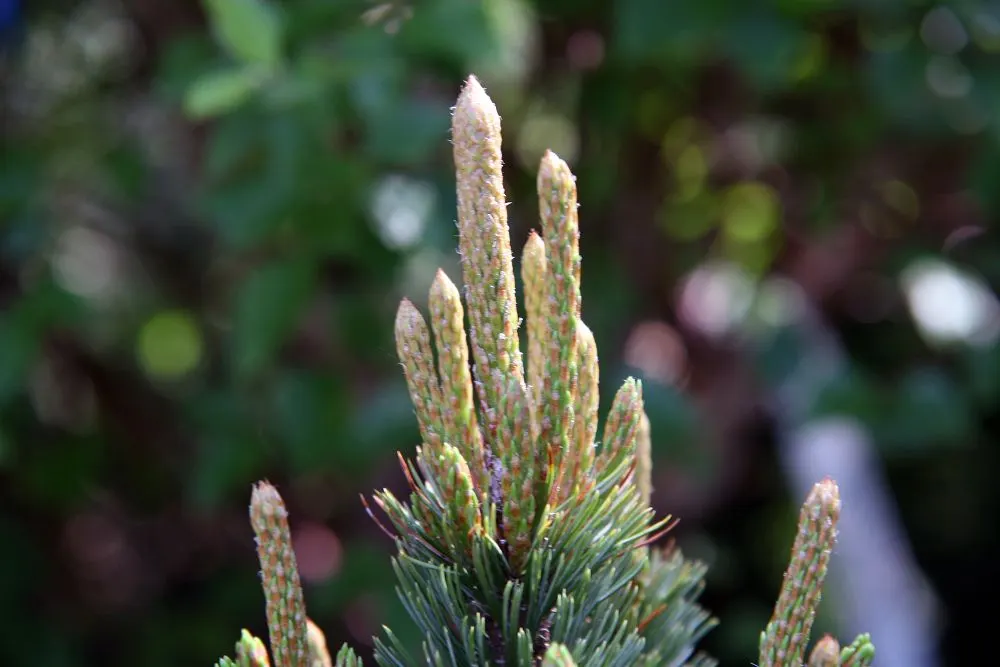 Bristlecone Pine (Pinus Aristata) — and requires minimal maintenance once established