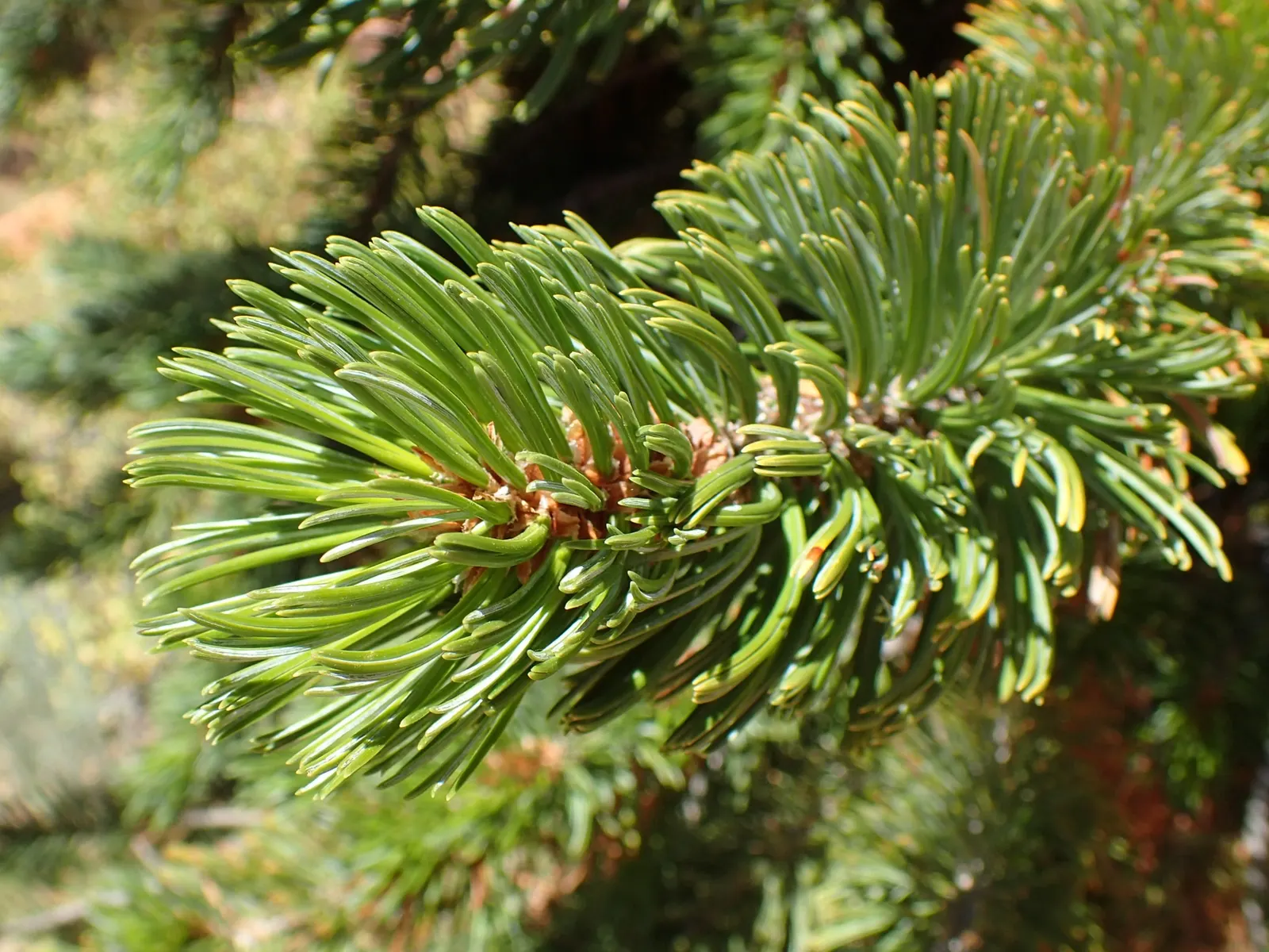 Bristlecone Pine (Pinus Aristata) — It is also very drought-resistant, making it an excellent choice for water-conservative landscapes; pinus, image 64