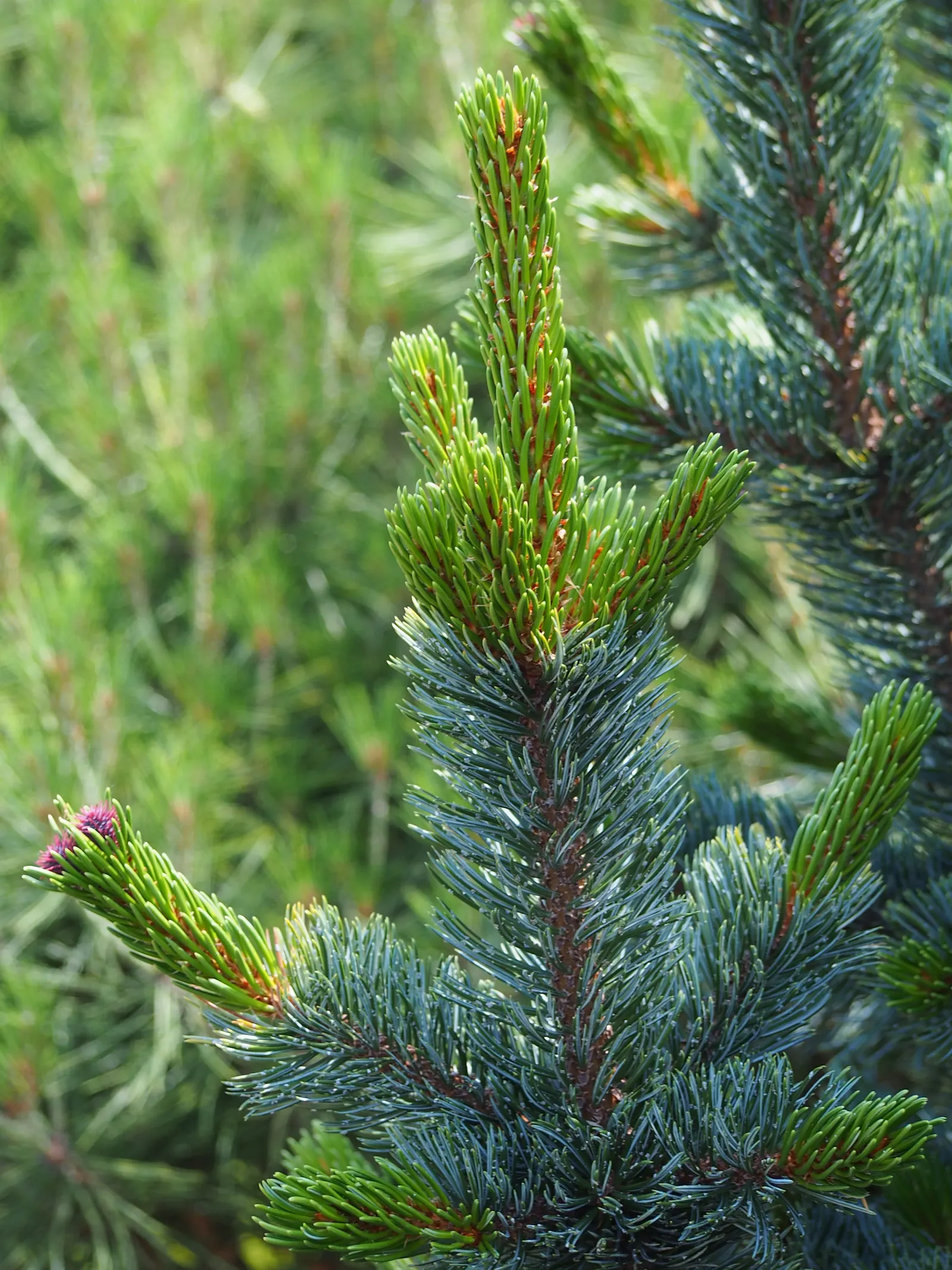 Bristlecone Pine (Pinus Aristata) — growing in clusters of five; known for its longevity and resilience