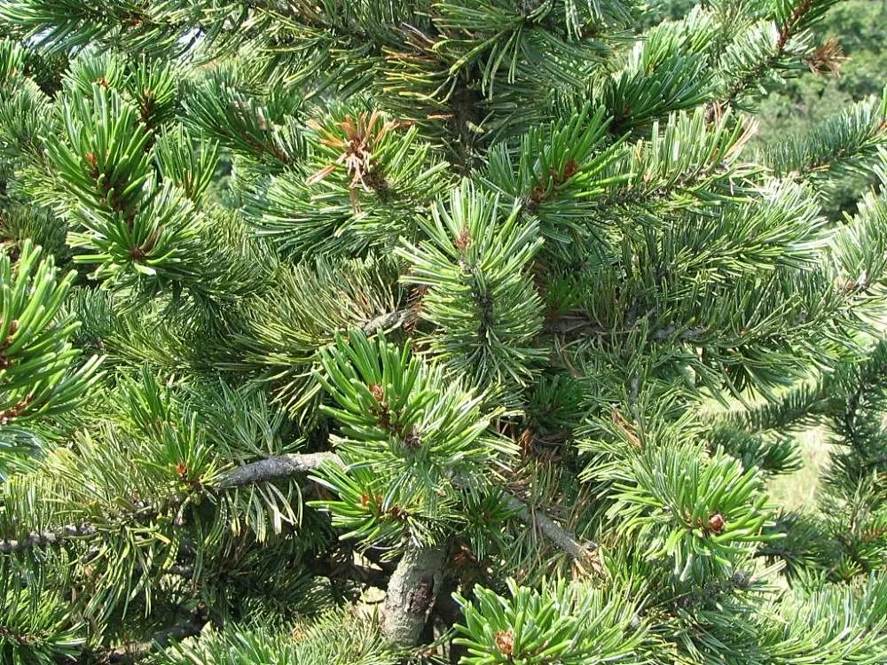 Bristlecone Pine (Pinus Aristata) — Use this tree to add texture
