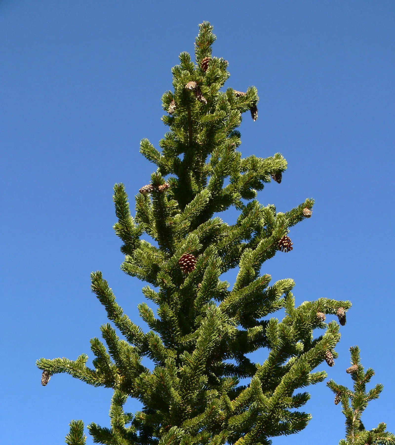 Bristlecone Pine (Pinus Aristata) — around 2 to 4 inches in length; as its twisted and gnarled branches give it a unique, image 61
