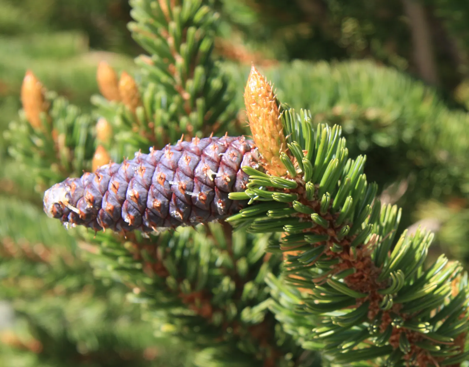 Bristlecone Pine (Pinus Aristata) — In designing with Pinus aristata; around 2 to 4 inches in length, image 65