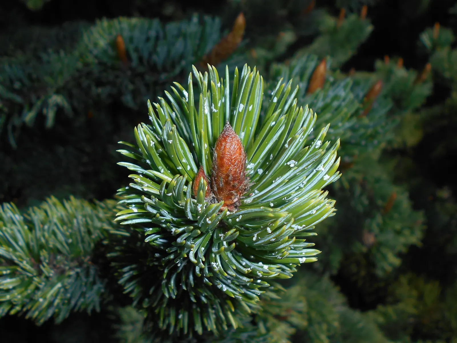 Bristlecone Pine (Pinus Aristata) — growing in clusters of five