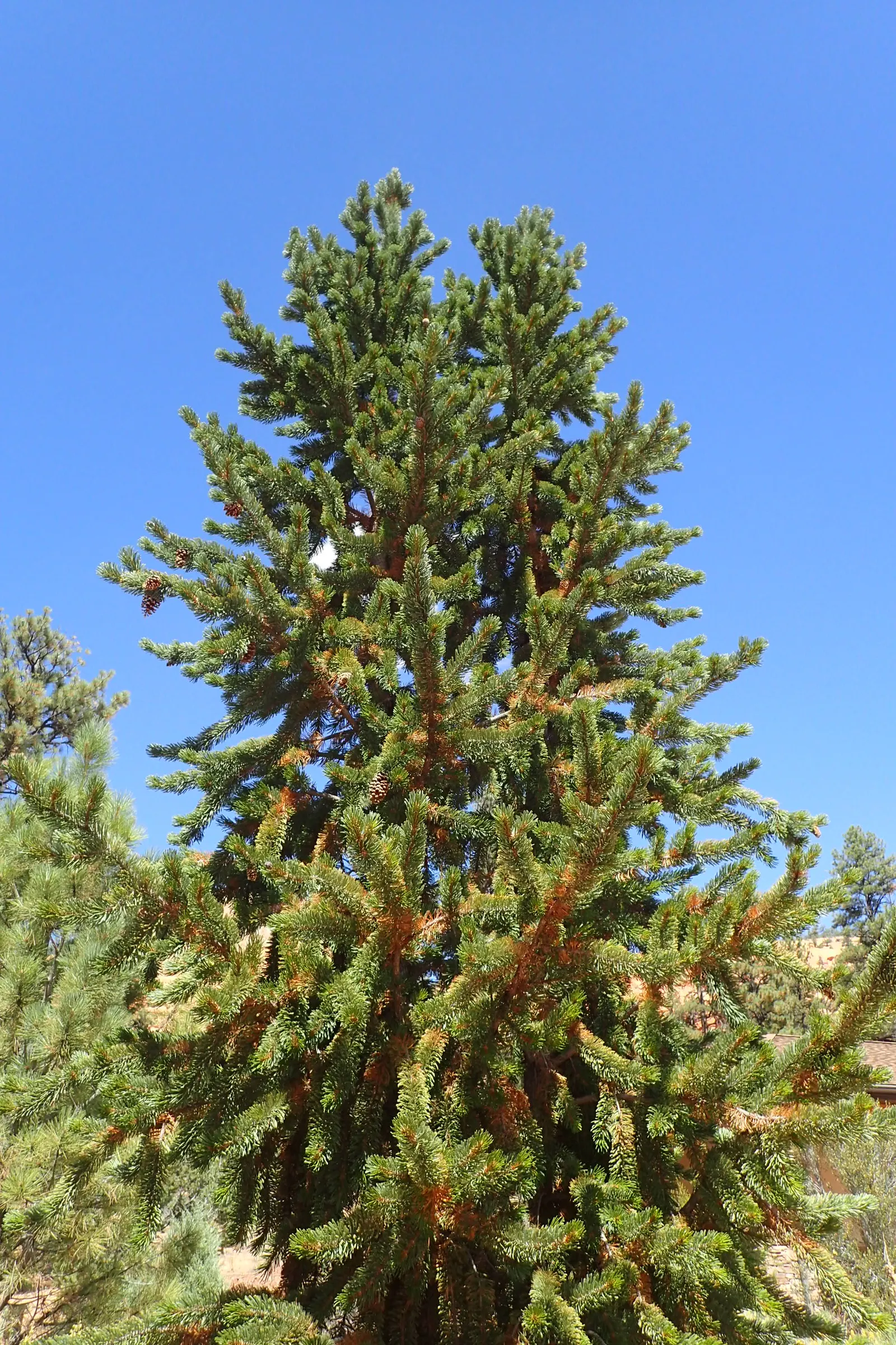 Bristlecone Pine (Pinus Aristata) — remember that it thrives under full sun exposure and needs plenty of space to develop its unique form; and a, image 66