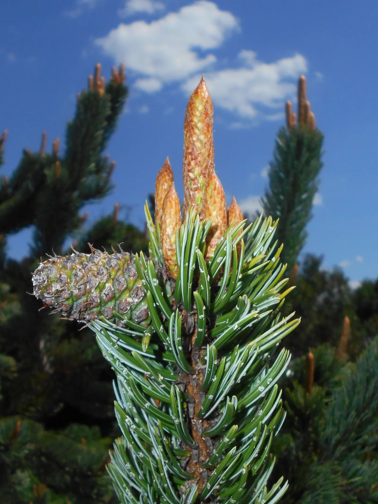 Bristlecone Pine (Pinus Aristata) — Pinus aristata eventually reaches a height of 20 to 30 feet with a spread of 10 to 20 feet