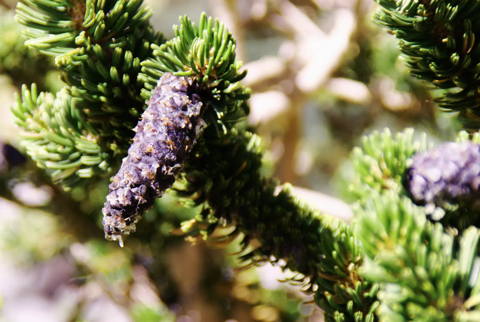 Bristlecone Pine (Pinus Aristata) — with a length of approximately 1 inch, image 58
