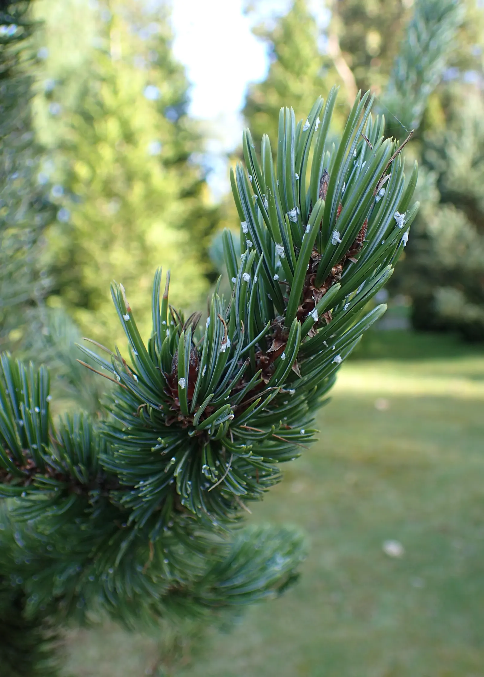 Bristlecone Pine (Pinus Aristata) — remember that it thrives under full sun exposure and needs plenty of space to develop its unique form