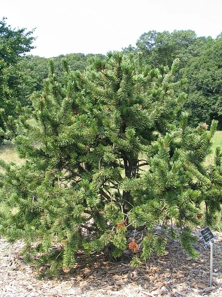 Bristlecone Pine (Pinus Aristata) — conifer / shrub for full