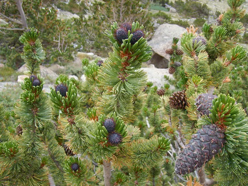 Bristlecone Pine (Pinus Aristata) — remember that it thrives under full sun exposure and needs plenty of space to develop its unique form; and a sense of