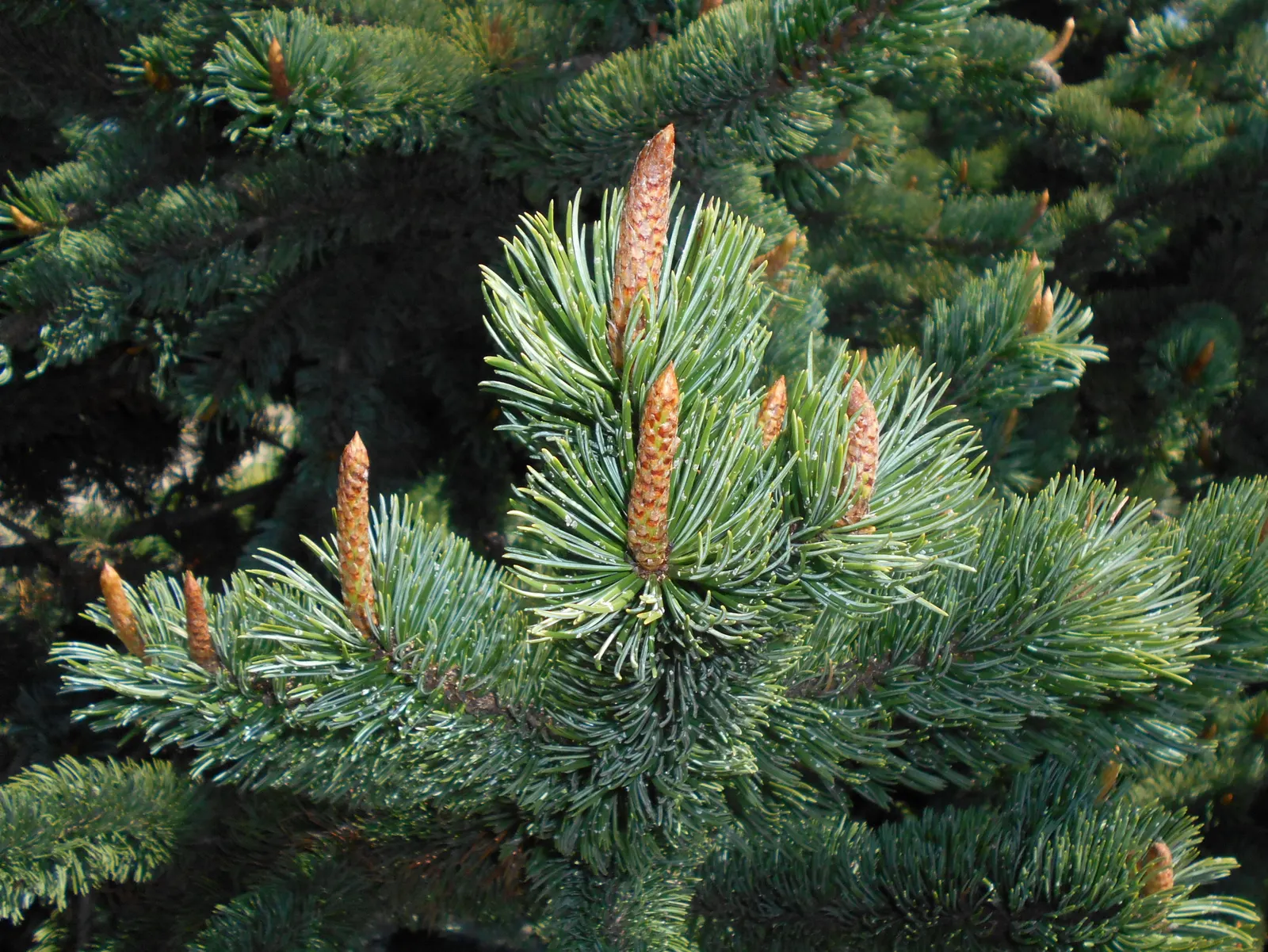 Bristlecone Pine (Pinus Aristata) — with a length of approximately 1 inch