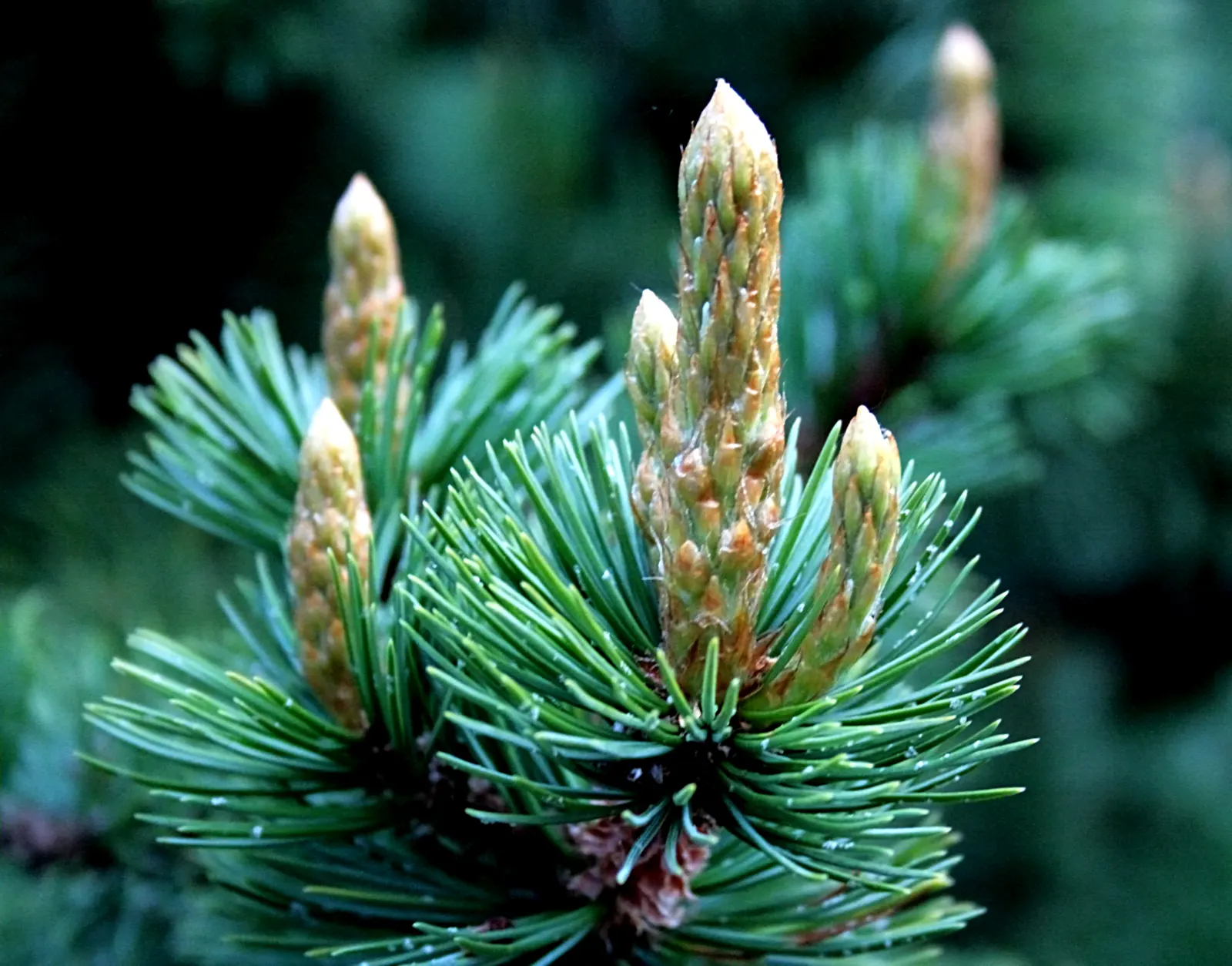 Bristlecone Pine (Pinus Aristata) — typically found at elevations between 7,000 and 12,000 feet.<br><br>Growing at a slow pace