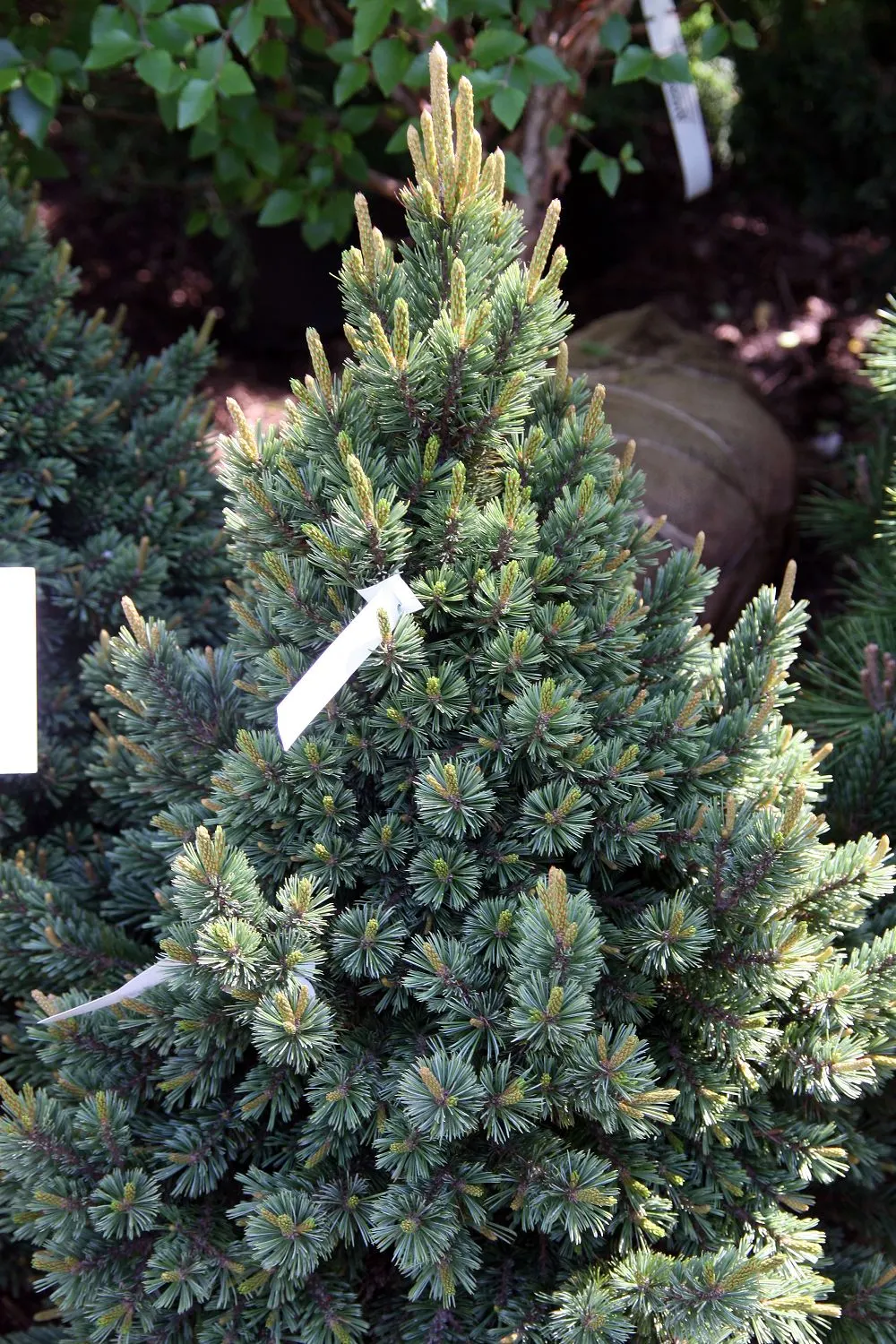 Bristlecone Pine (Pinus Aristata) — It is also very drought-resistant, making it an excellent choice for water-conservative landscapes