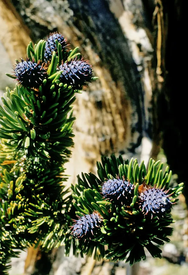 Bristlecone Pine (Pinus Aristata) — and possess a deep green color that contrasts beautifully against the tree's peculiar; in designing with Pinus, image 59