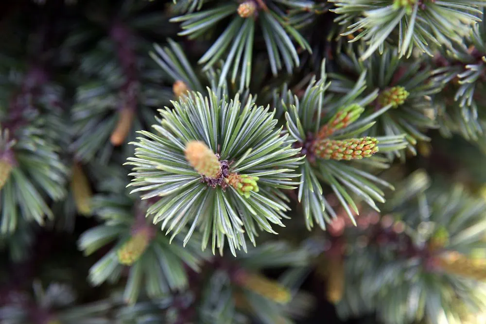 Bristlecone Pine (Pinus Aristata) — and a sense of history to garden spaces - a living testament to the enduring beauty of nature