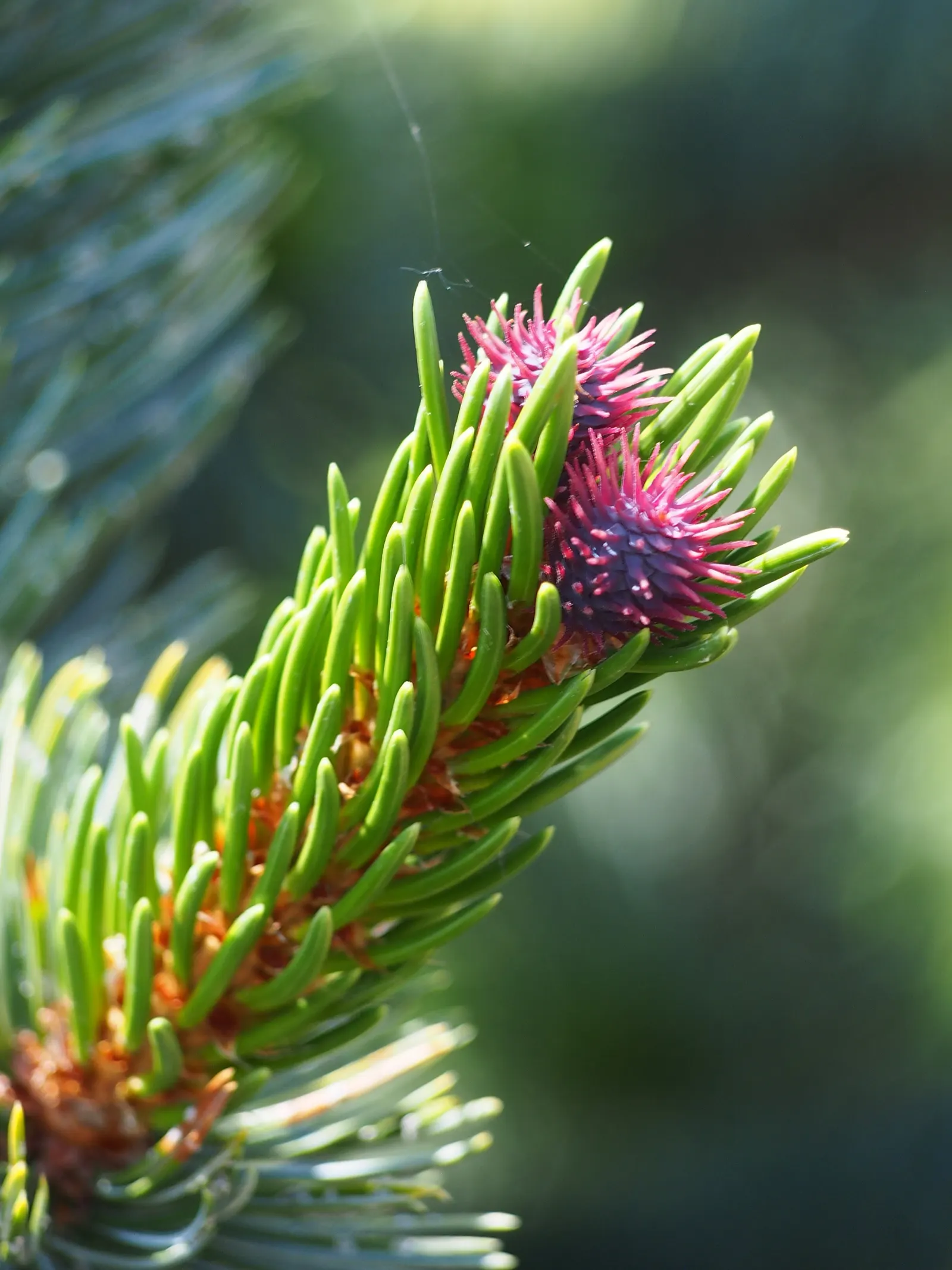 Bristlecone Pine (Pinus Aristata) — Pinus aristata eventually reaches a height of 20 to 30 feet with a spread of 10 to 20 feet; typically found at elevations