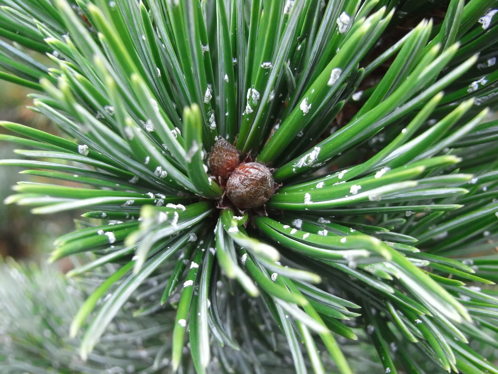 Bristlecone Pine (Pinus Aristata) — It is also very drought-resistant, making it an excellent choice for water-conservative landscapes; pinus aristata