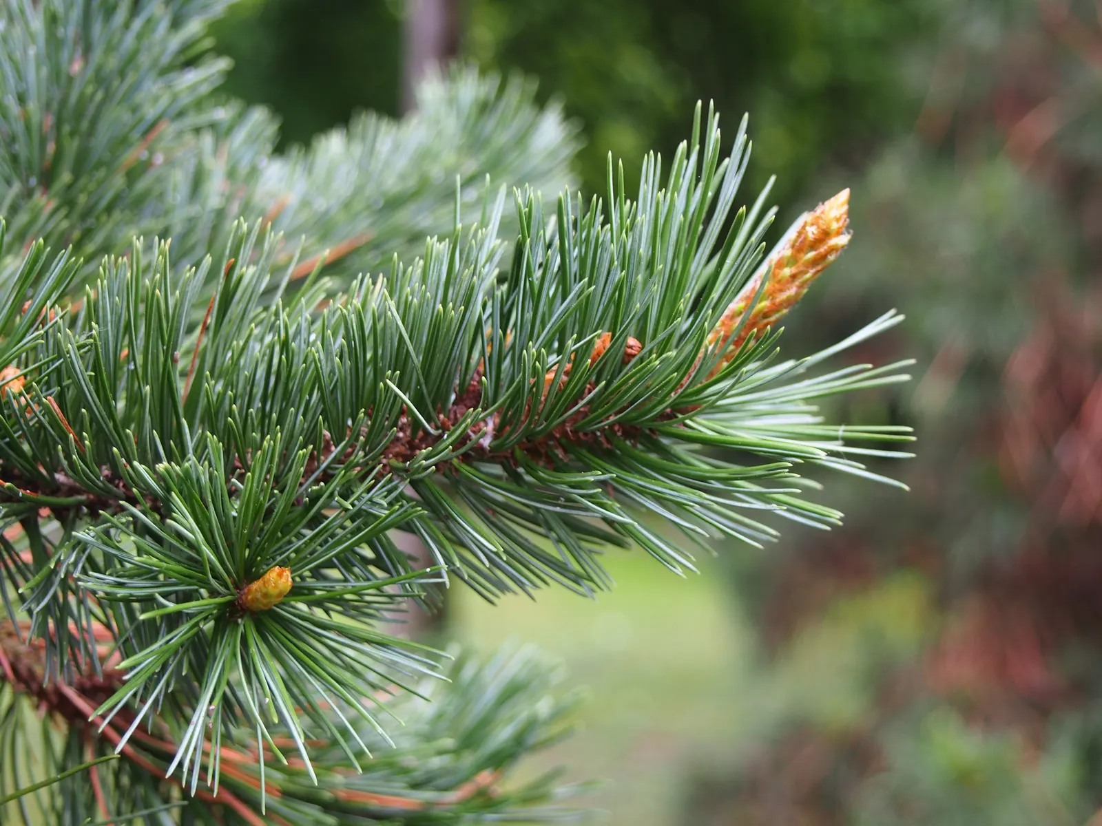 Bristlecone Pine (Pinus Aristata) — resinous cones with telltale bristles; reaching up to 20 feet in height
