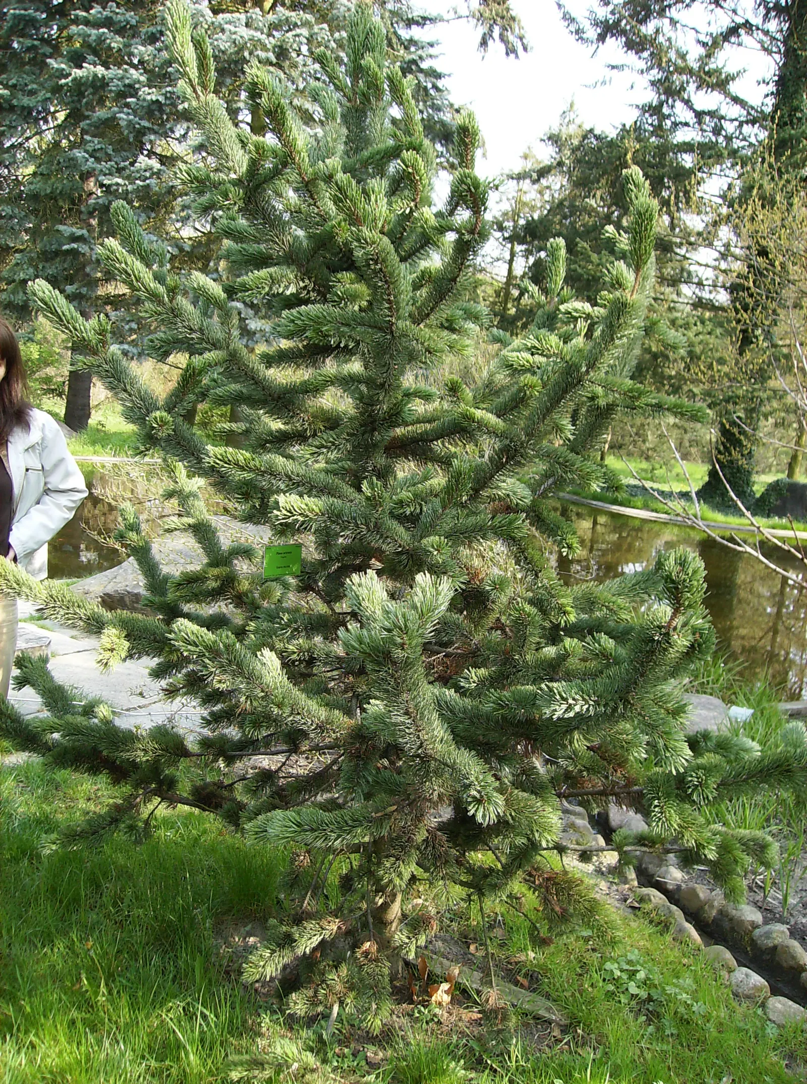 Bristlecone Pine (Pinus Aristata) — dark green needles and distinctive