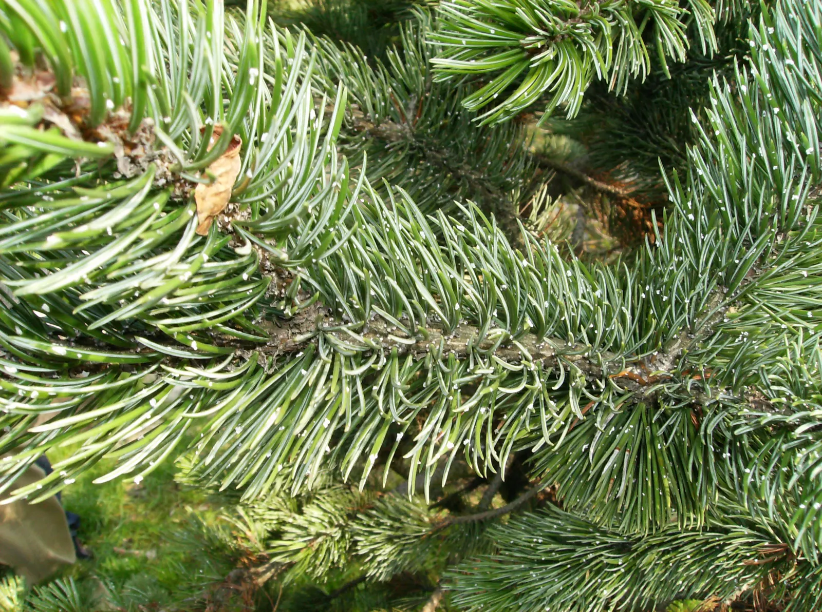Bristlecone Pine (Pinus Aristata) — this pine is native to the high mountains of the southwestern United States