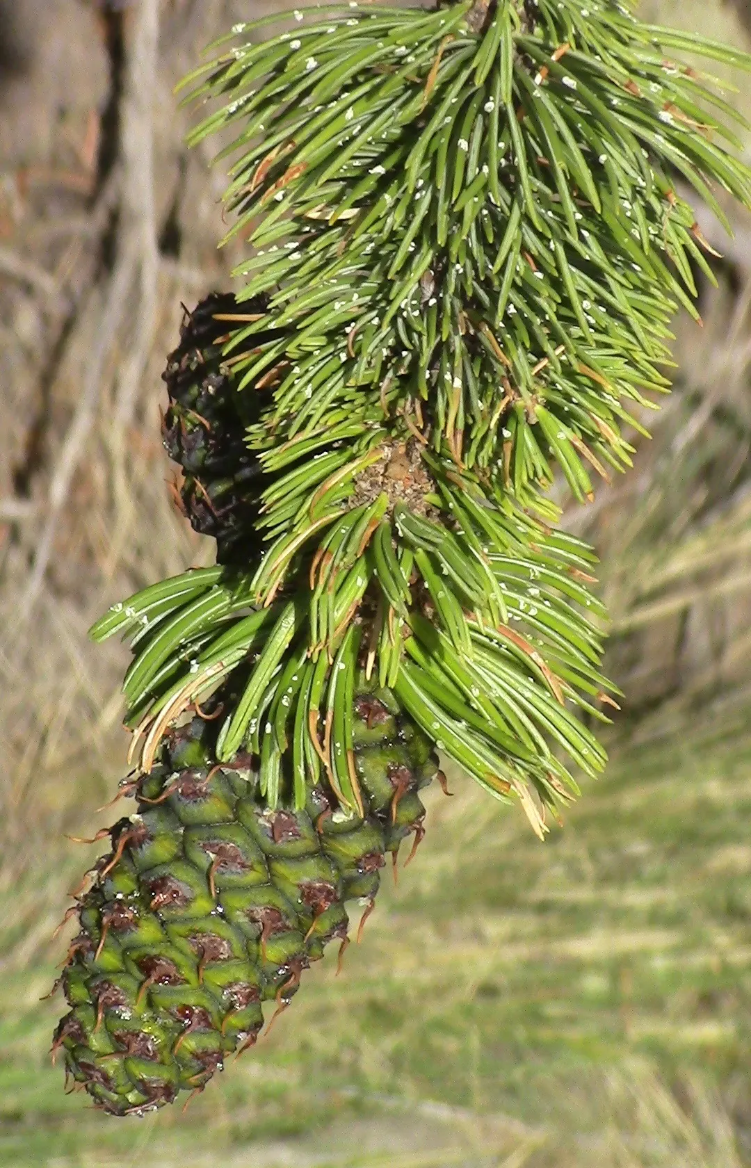 Bristlecone Pine (Pinus Aristata) — and requires minimal maintenance once established; the Bristlecone Pine (Pinus aristata), a long-lived conifer, thrives in