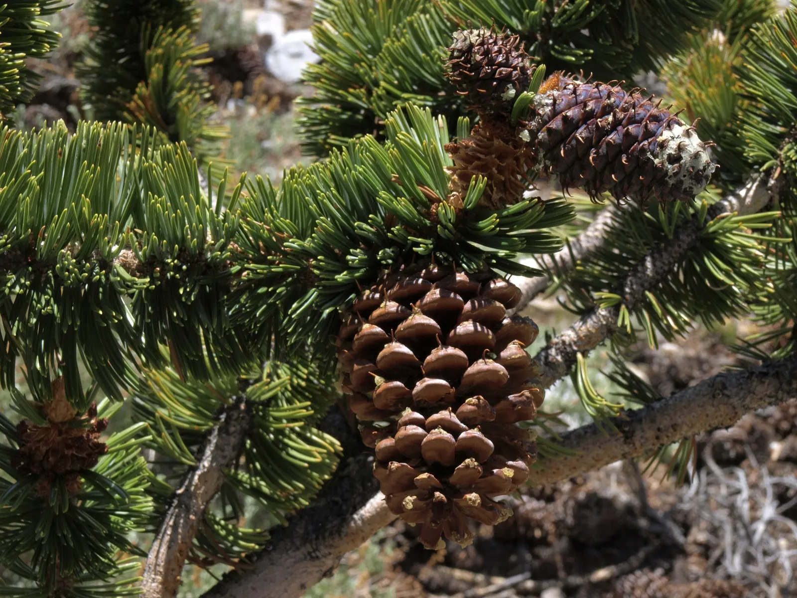 Bristlecone Pine (Pinus Aristata) — prefers well-drained conditions; and requires minimal maintenance once established, image 62