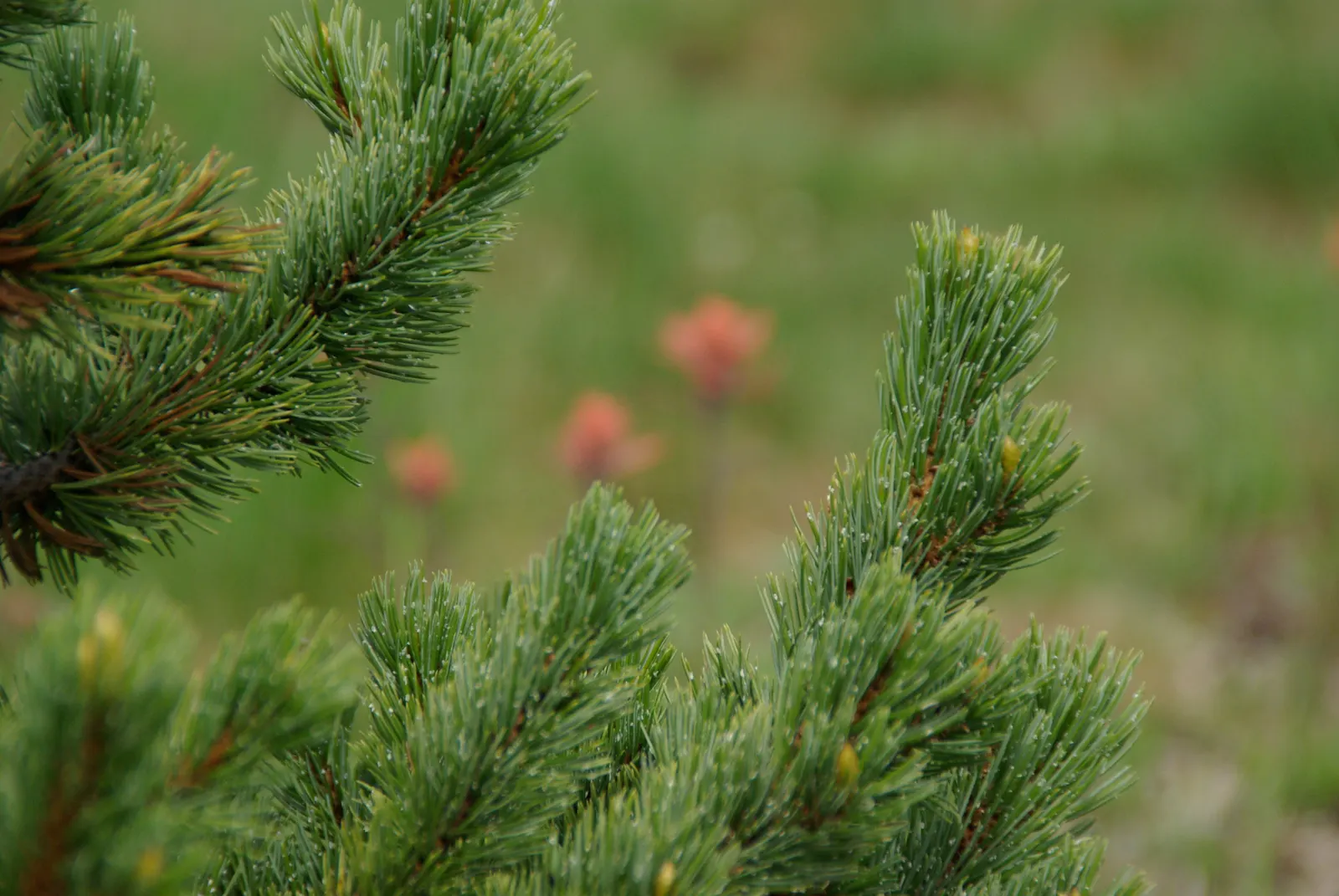 Bristlecone Pine (Pinus Aristata) — typically found at elevations between 7,000 and 12,000 feet.<br><br>Growing at a slow pace; conifer / shrub for full