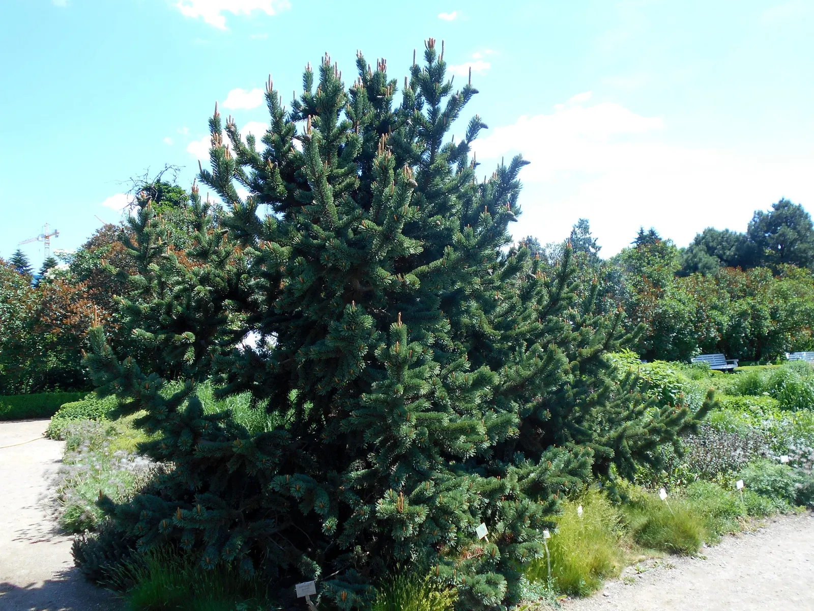 Bristlecone Pine (Pinus Aristata) — as its twisted and gnarled branches give it a unique
