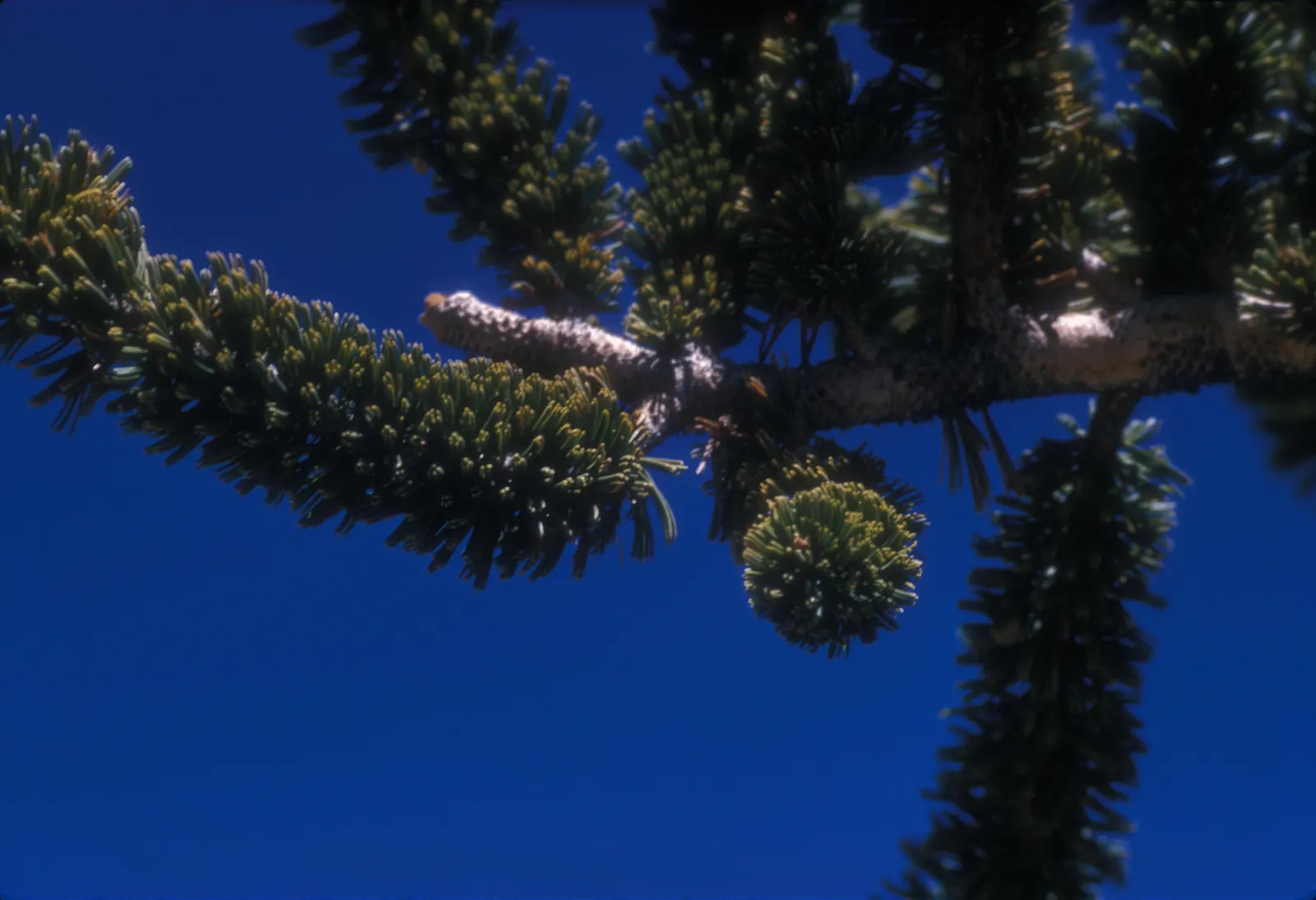 Bristlecone Pine (Pinus Aristata) — resinous cones with telltale bristles