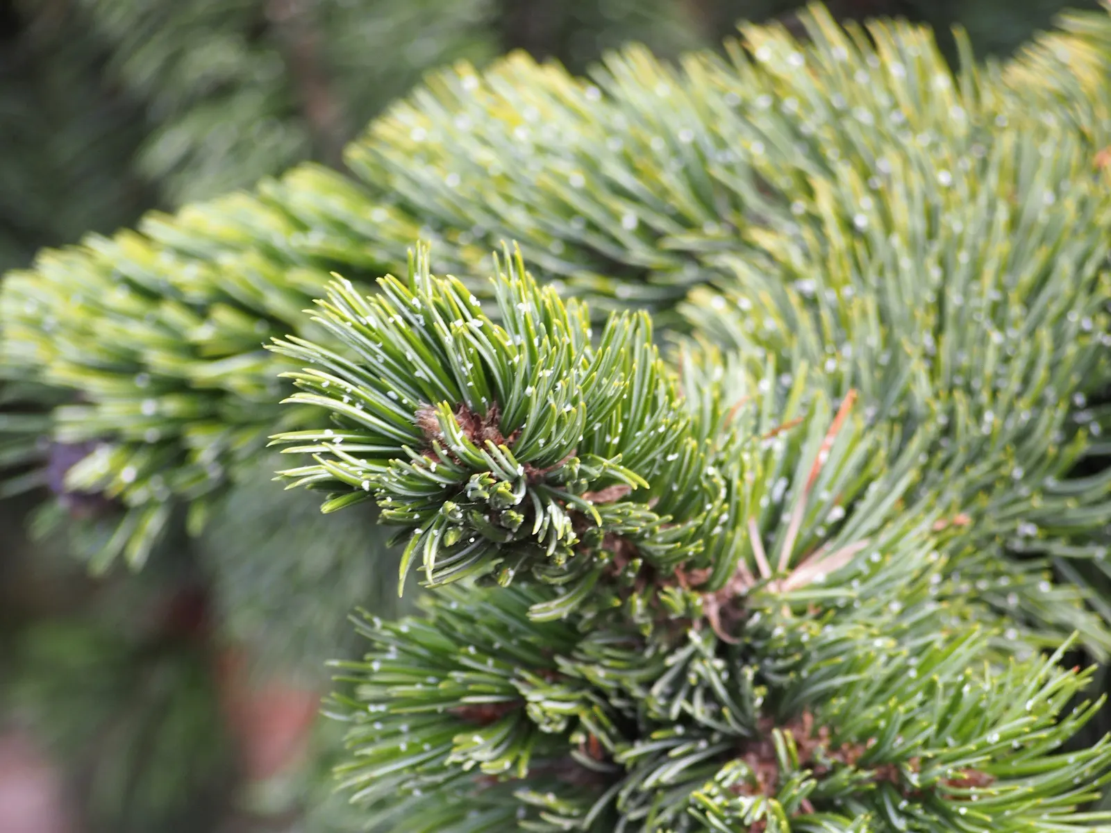 Bristlecone Pine (Pinus Aristata) — Reaching up to 20 feet in height; growing in clusters of five